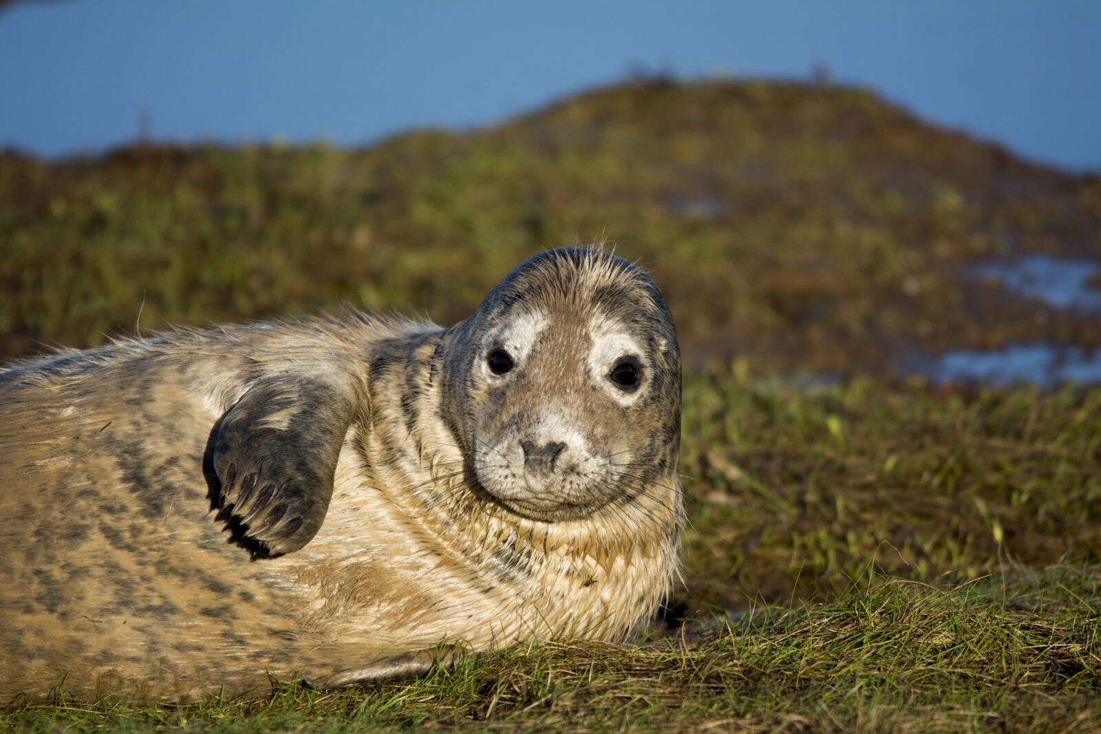 Wallpapers seal lying down grass on the desktop