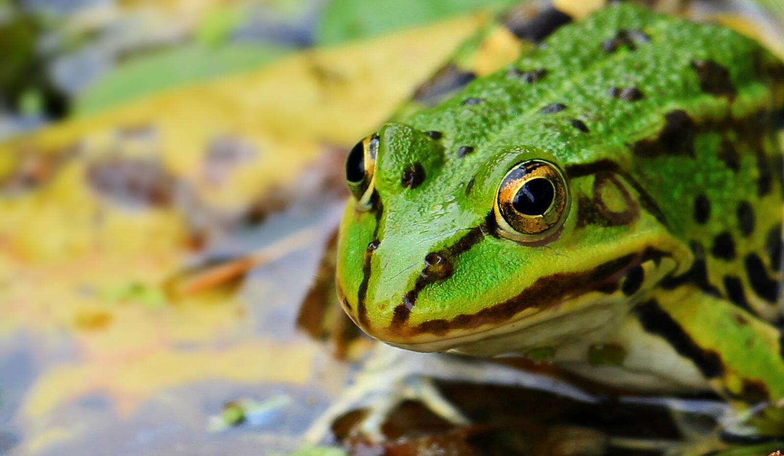 Wallpapers green frog frog toad on the desktop