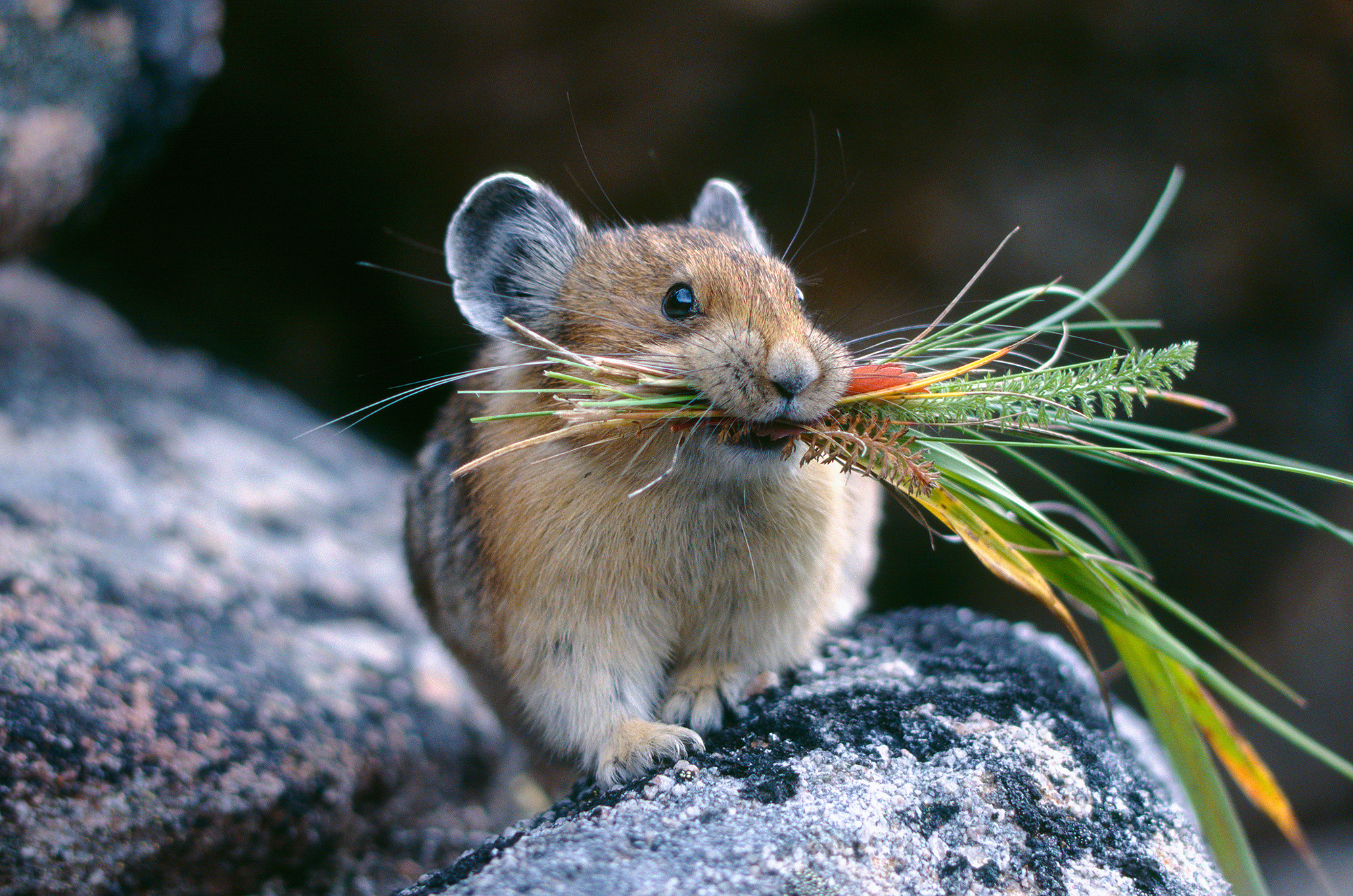 Wallpaper American pika pika a mammal free pictures on Fonwall
