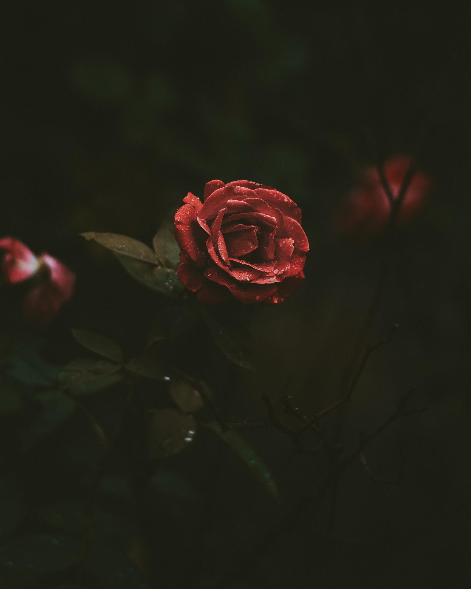 Обои роза темный фон цветы на рабочий стол