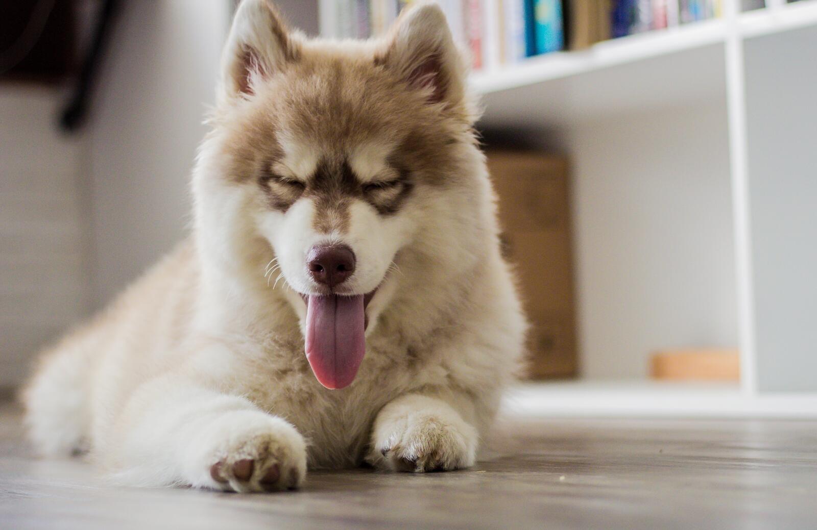 Wallpapers wallpaper dog fluffy tongue on the desktop