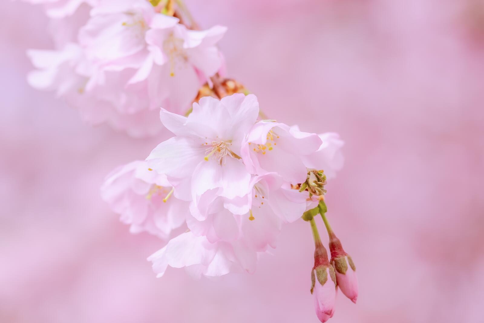 Обои обои цветение сакуры весна вишни на рабочий стол