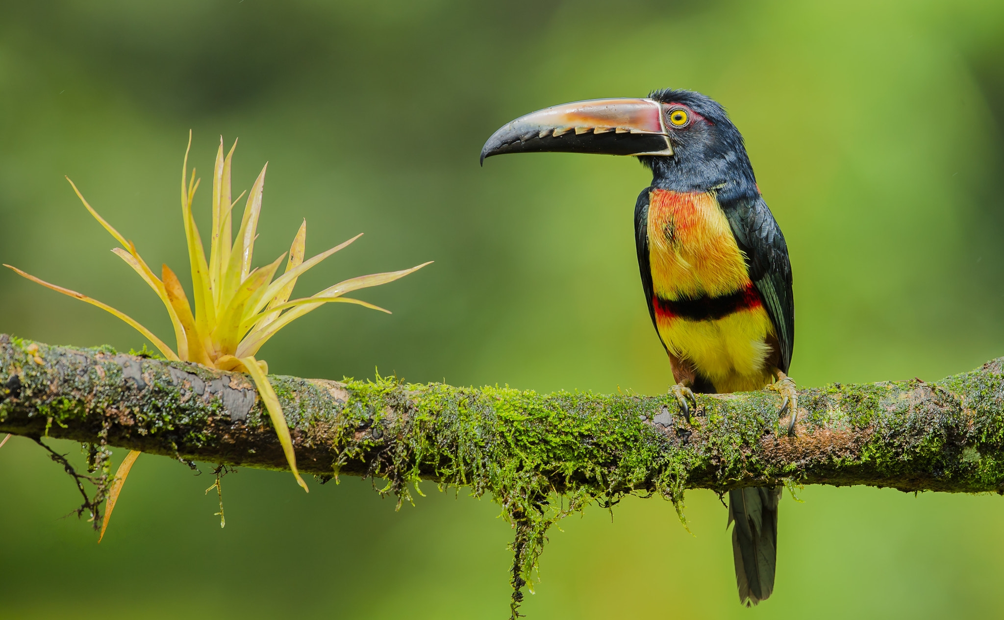 Wallpapers Aracari a beautiful bird with a powerful beak Pteroglossus on the desktop