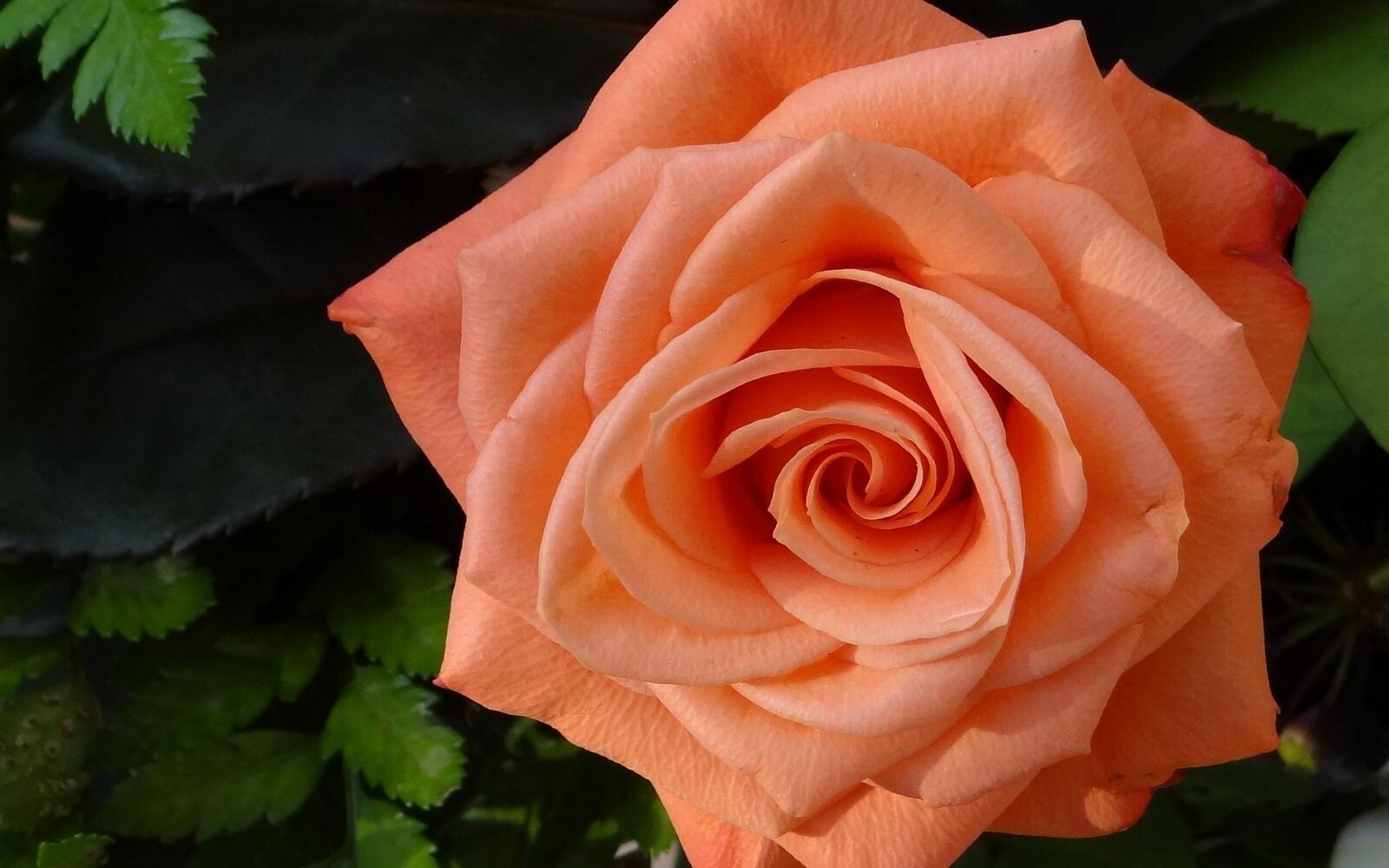 桌面上的壁纸植物茎 玫瑰订单 花园玫瑰