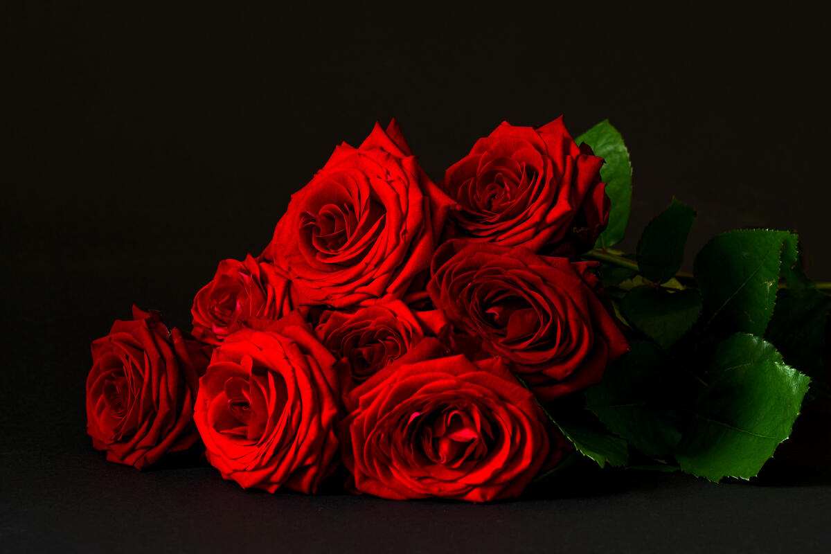 Phone wallpaper roses, bouquet
