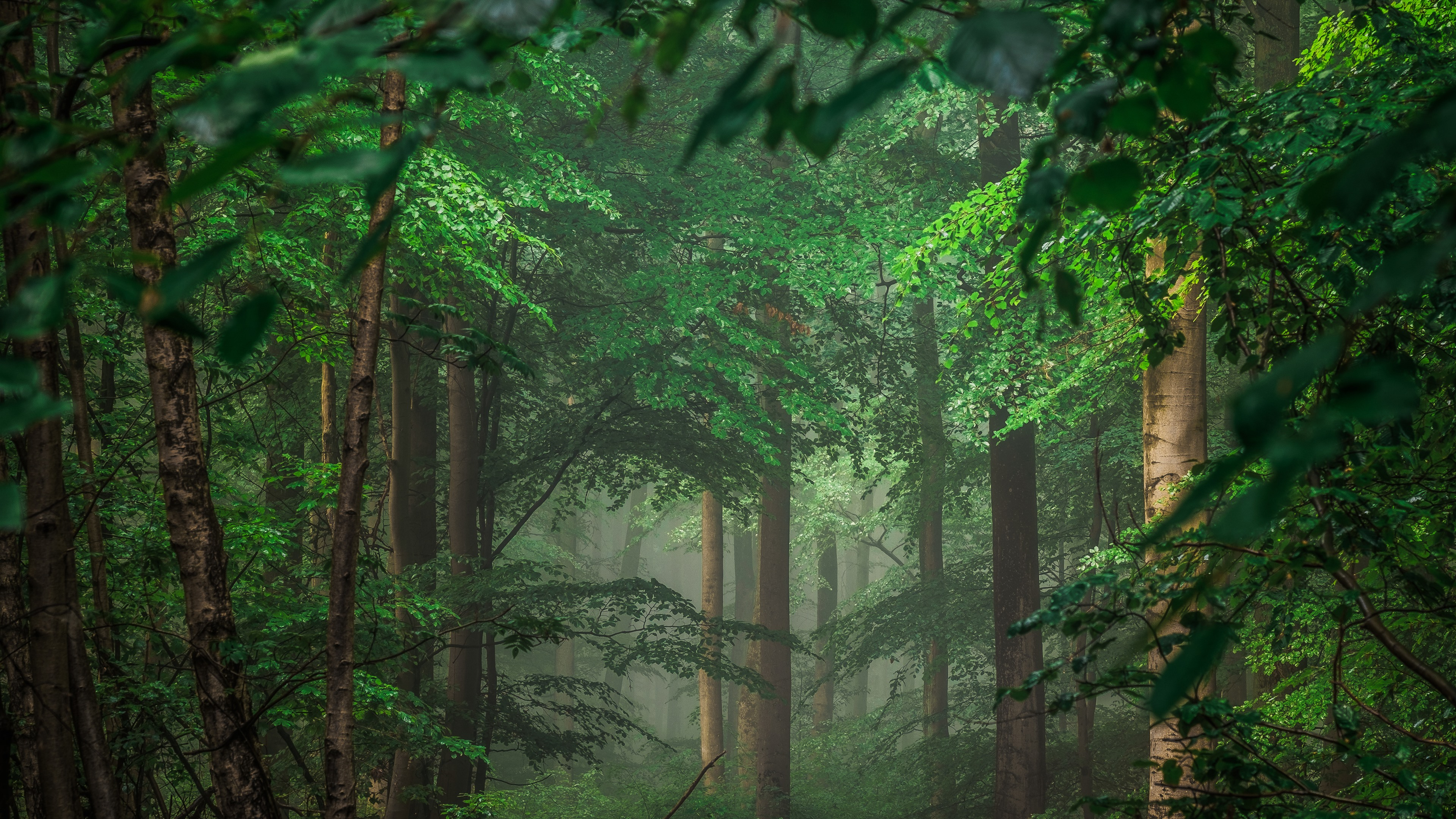 Wallpapers wallpaper foggy forest trees Germany on the desktop
