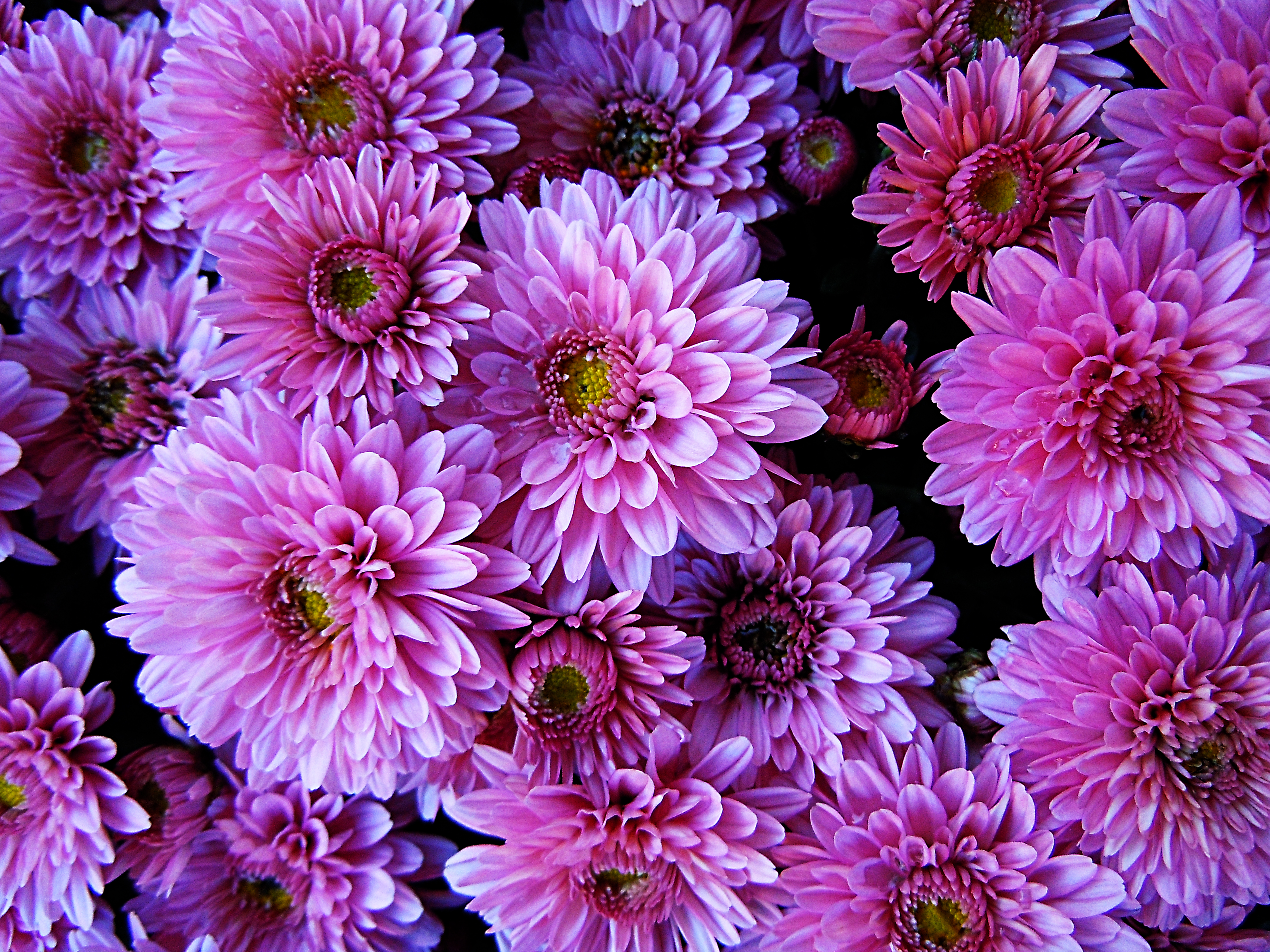 Photo free flowers, flower background, bouquet