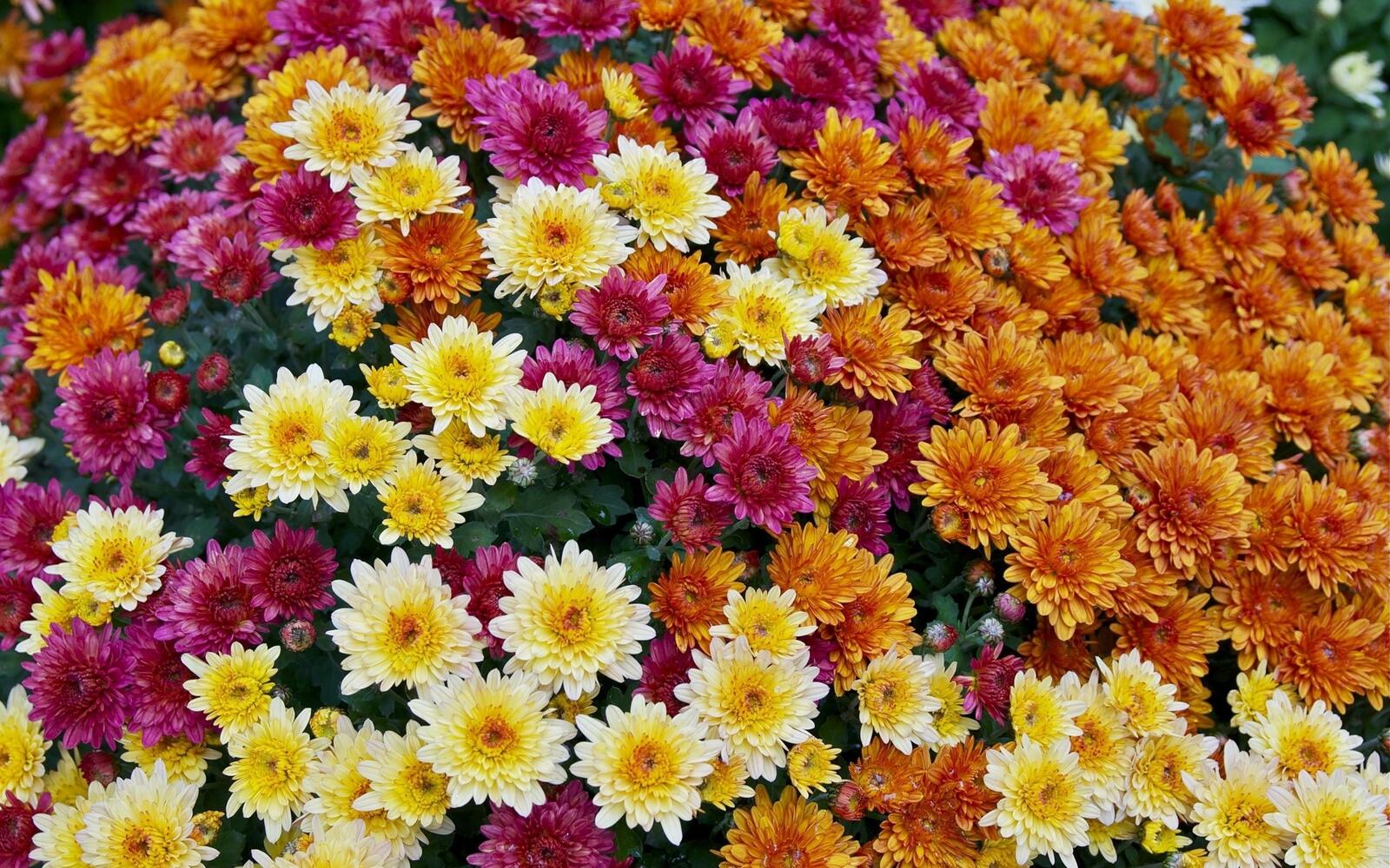 桌面上的壁纸花圃 花瓣 多色菊花