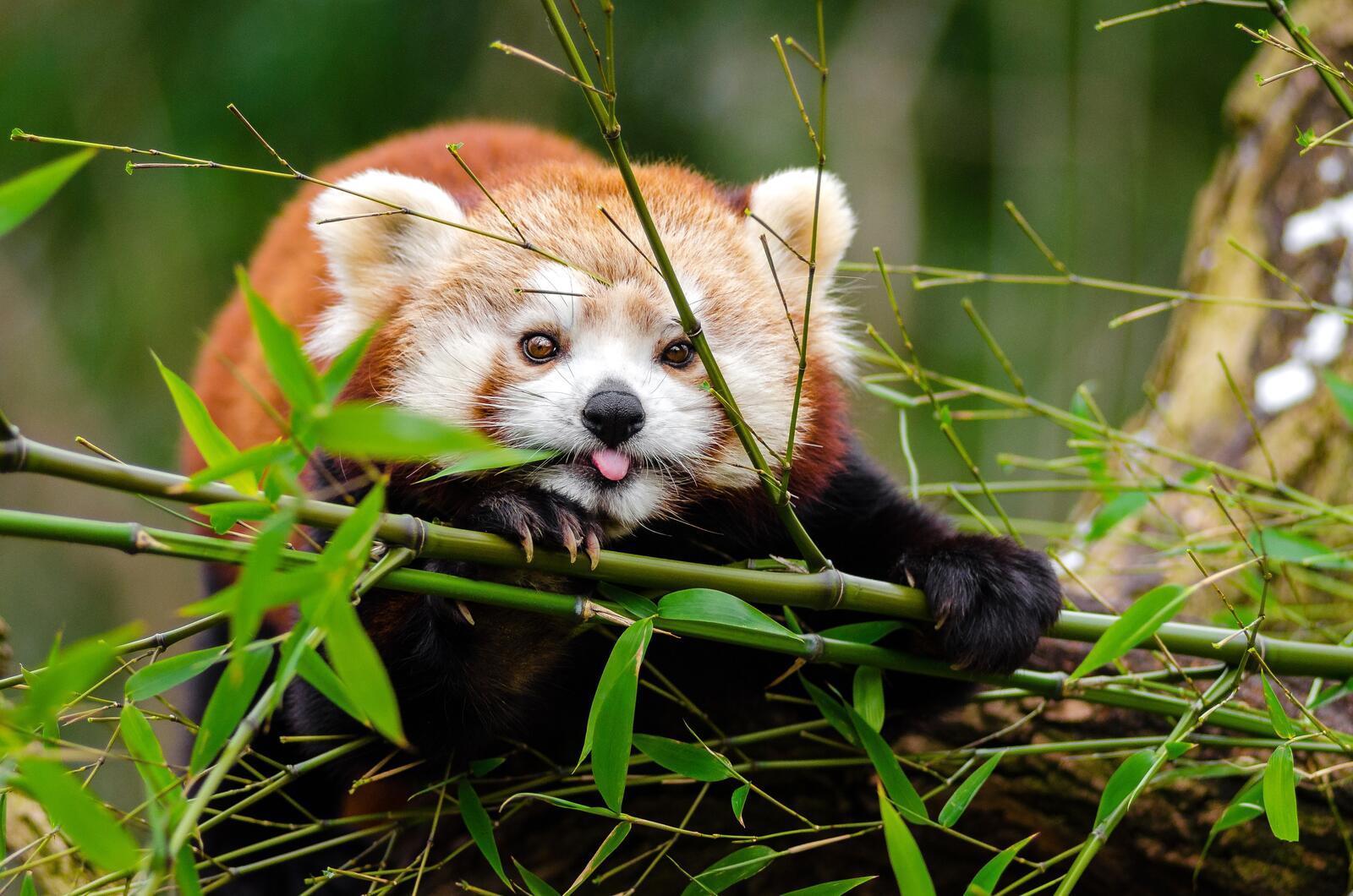 Wallpapers red panda cute bamboo on the desktop