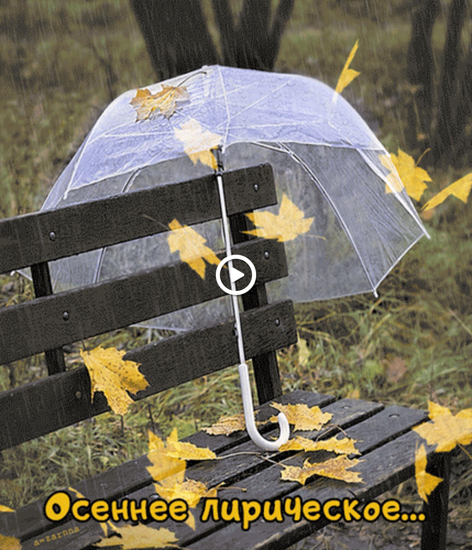 autumn umbrella rain