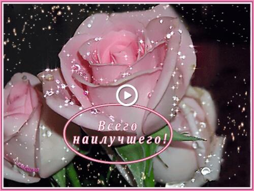 3dtext a bouquet of three delicate pink roses flowers