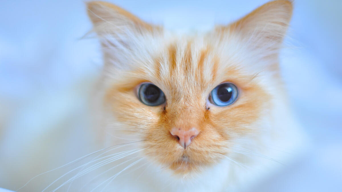 Red cat with blue eyes