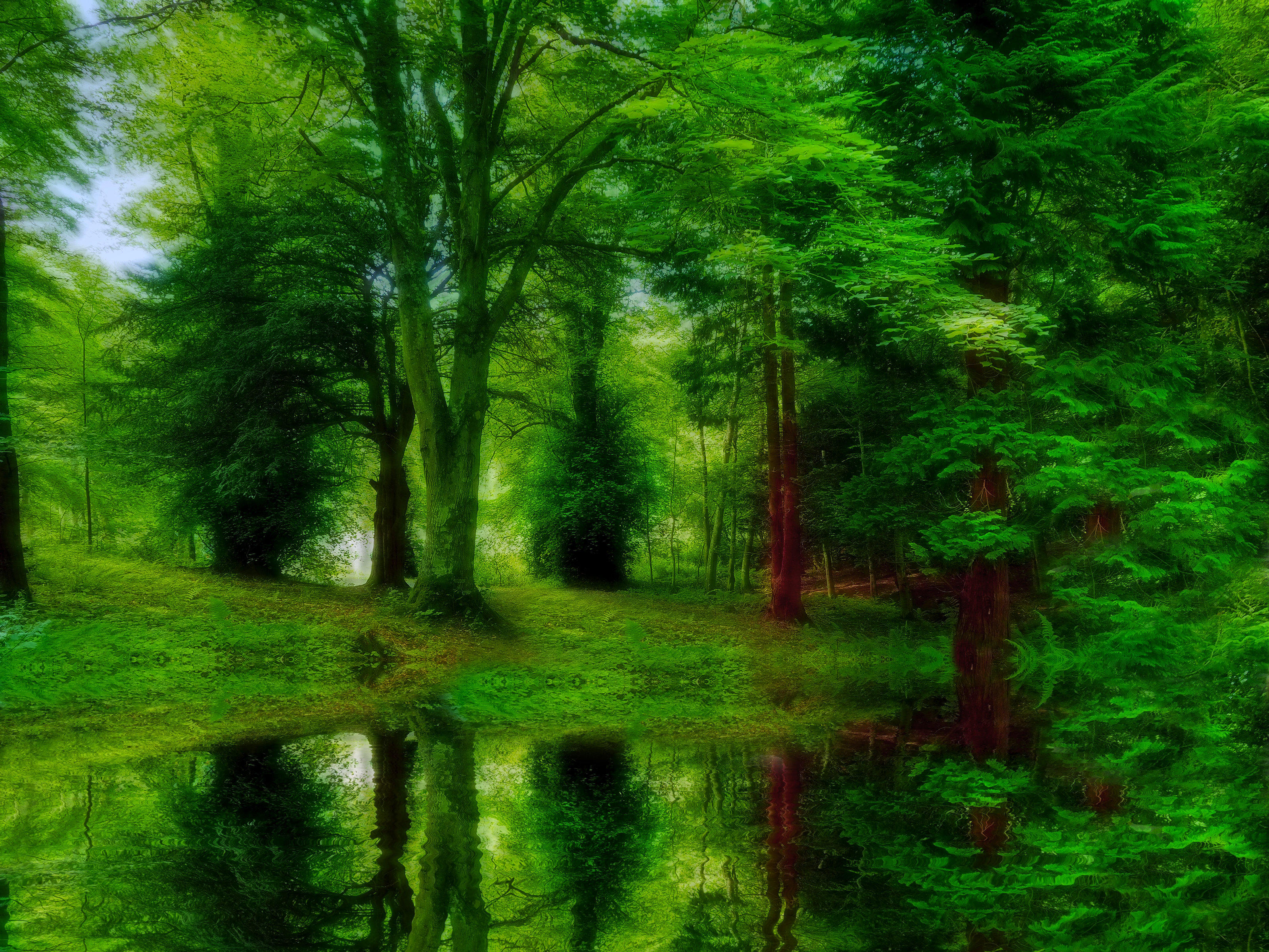 Wallpapers river in the forest river trees on the desktop