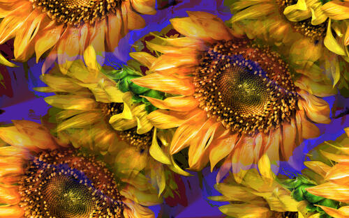 Download sunflowers, flora picture