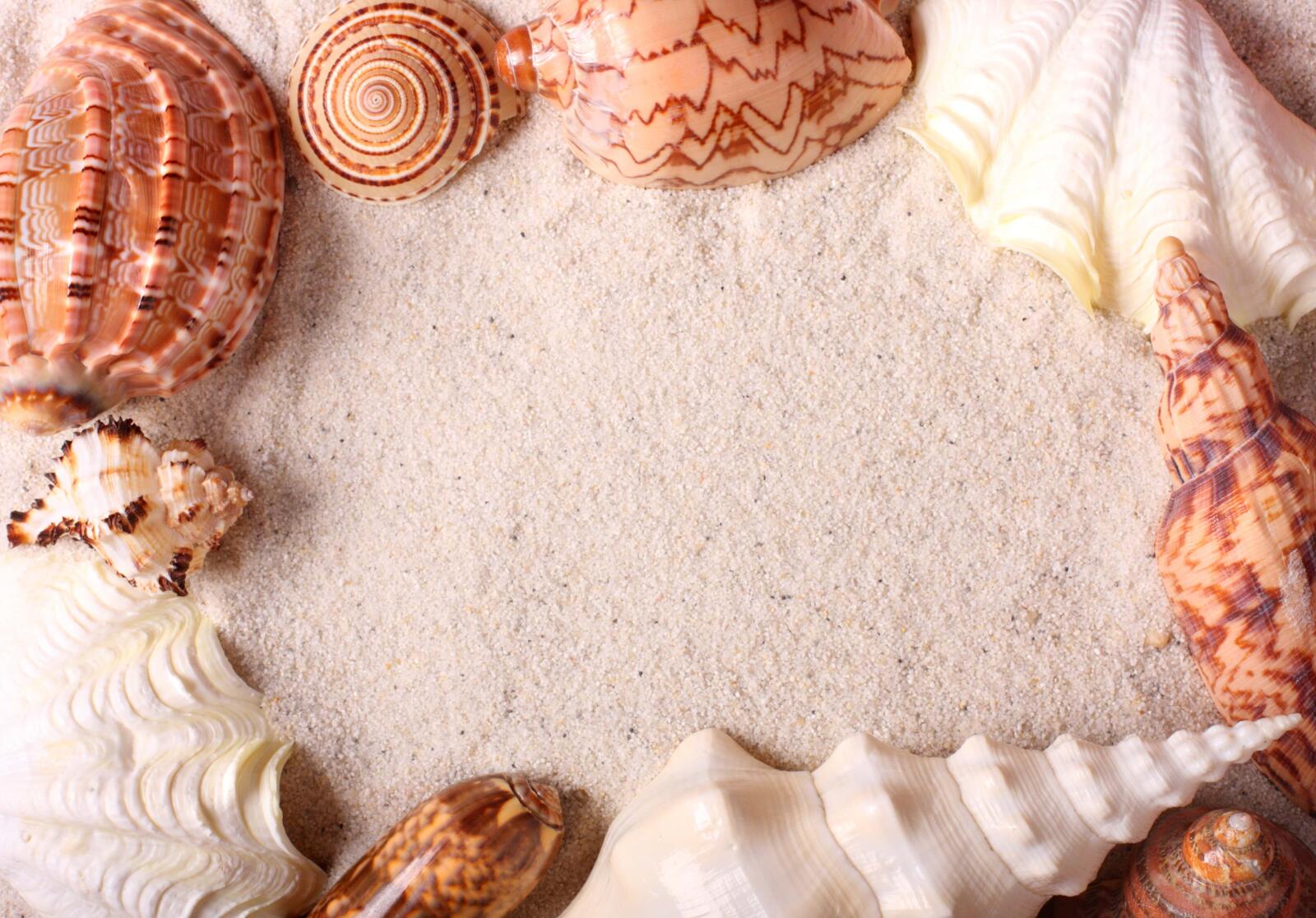 Wallpapers sand frame seashells on the desktop