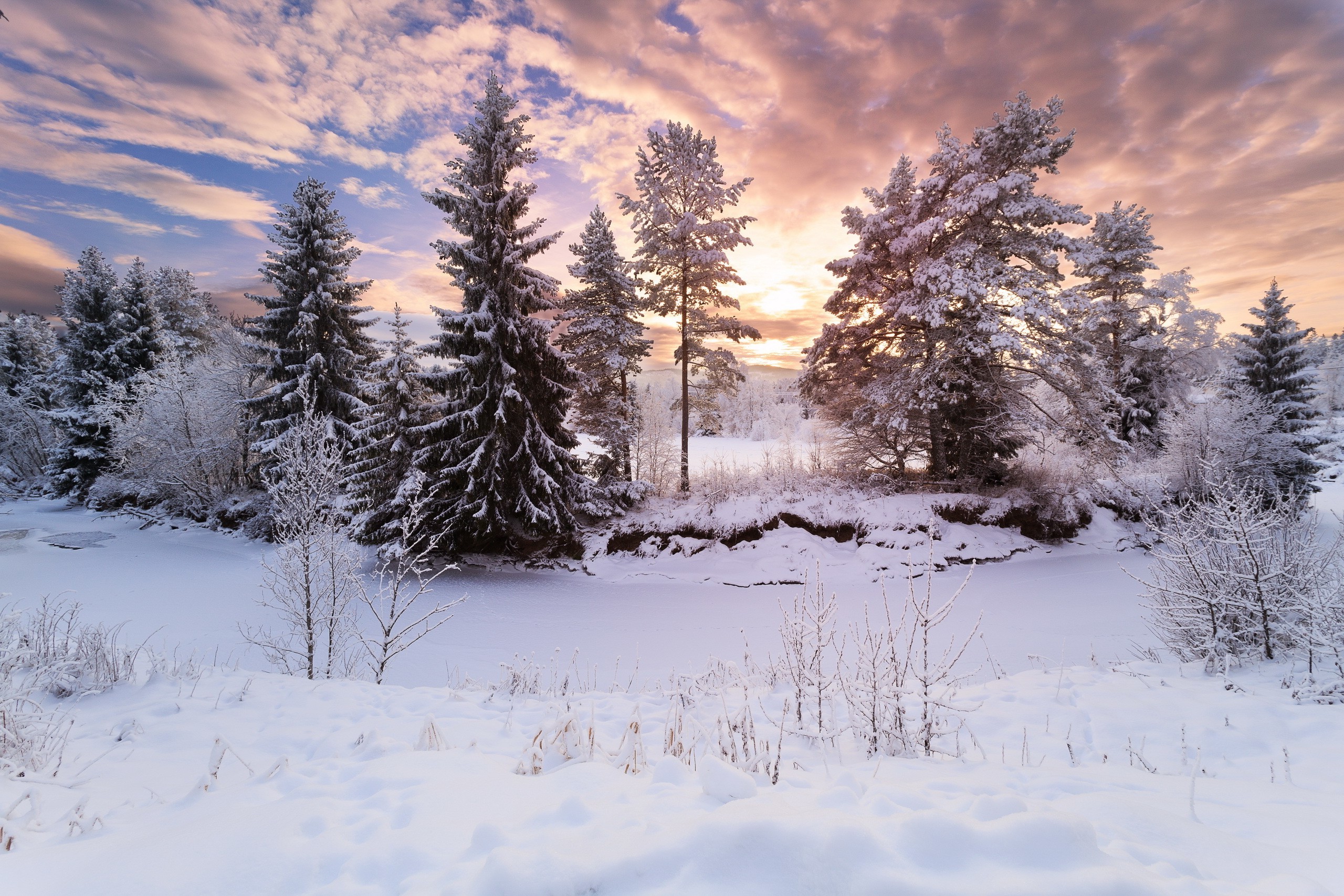 Фото бесплатно пейзаж, сосны, снег