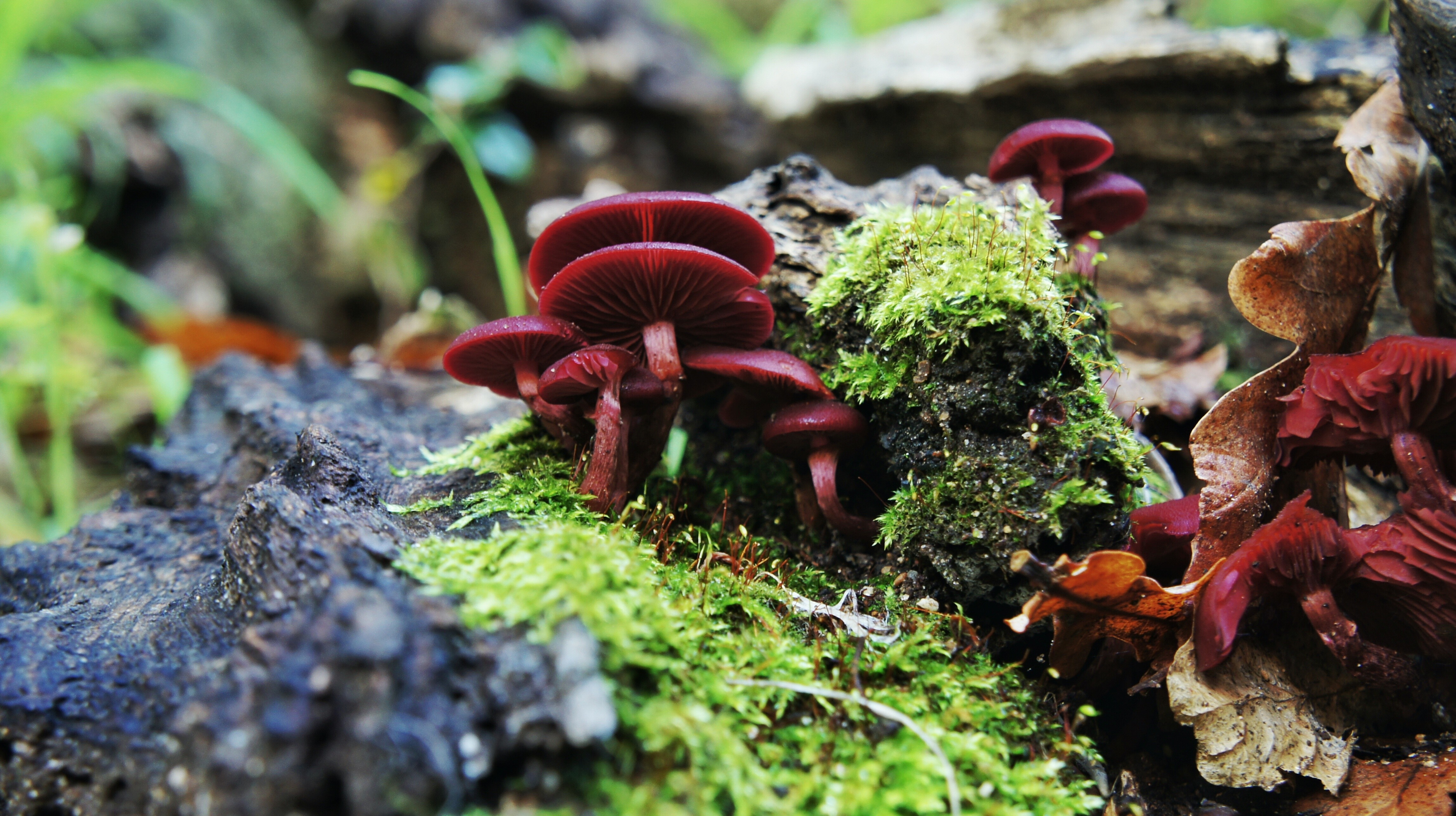 Wallpapers mushrooms plants moss on the desktop