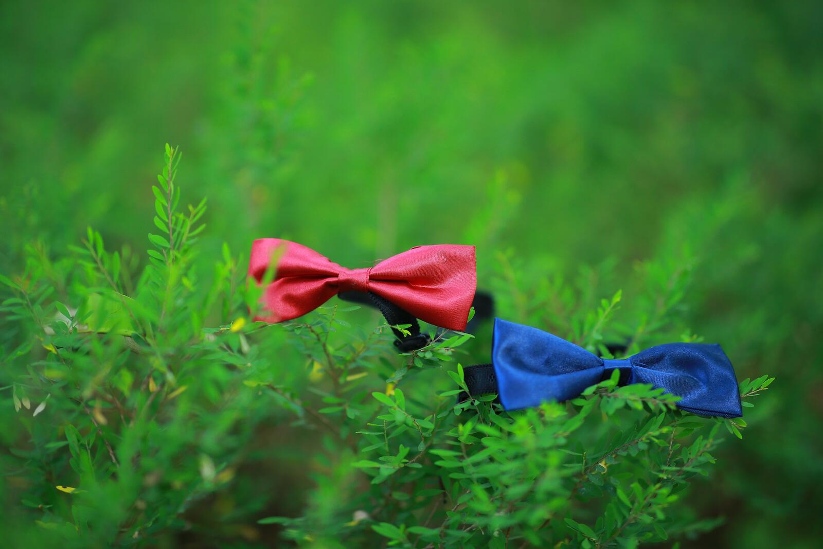 Wallpapers bow green grass ribbons on the desktop