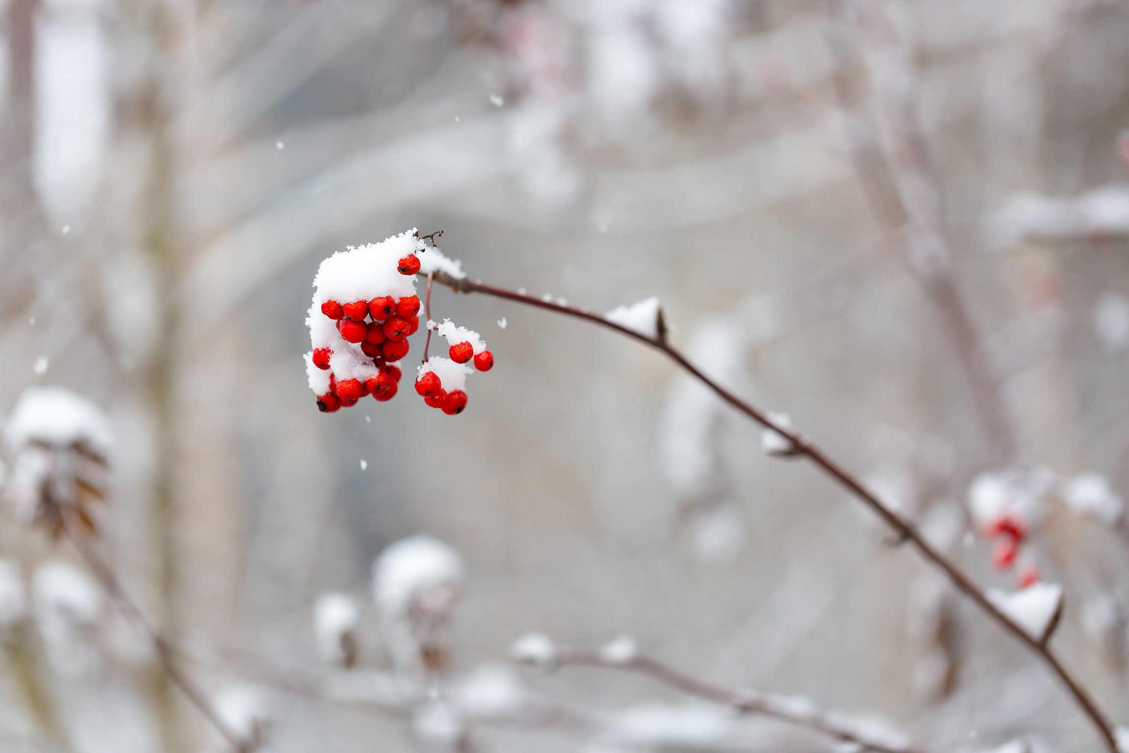 Бесплатное фото Рябина и снег