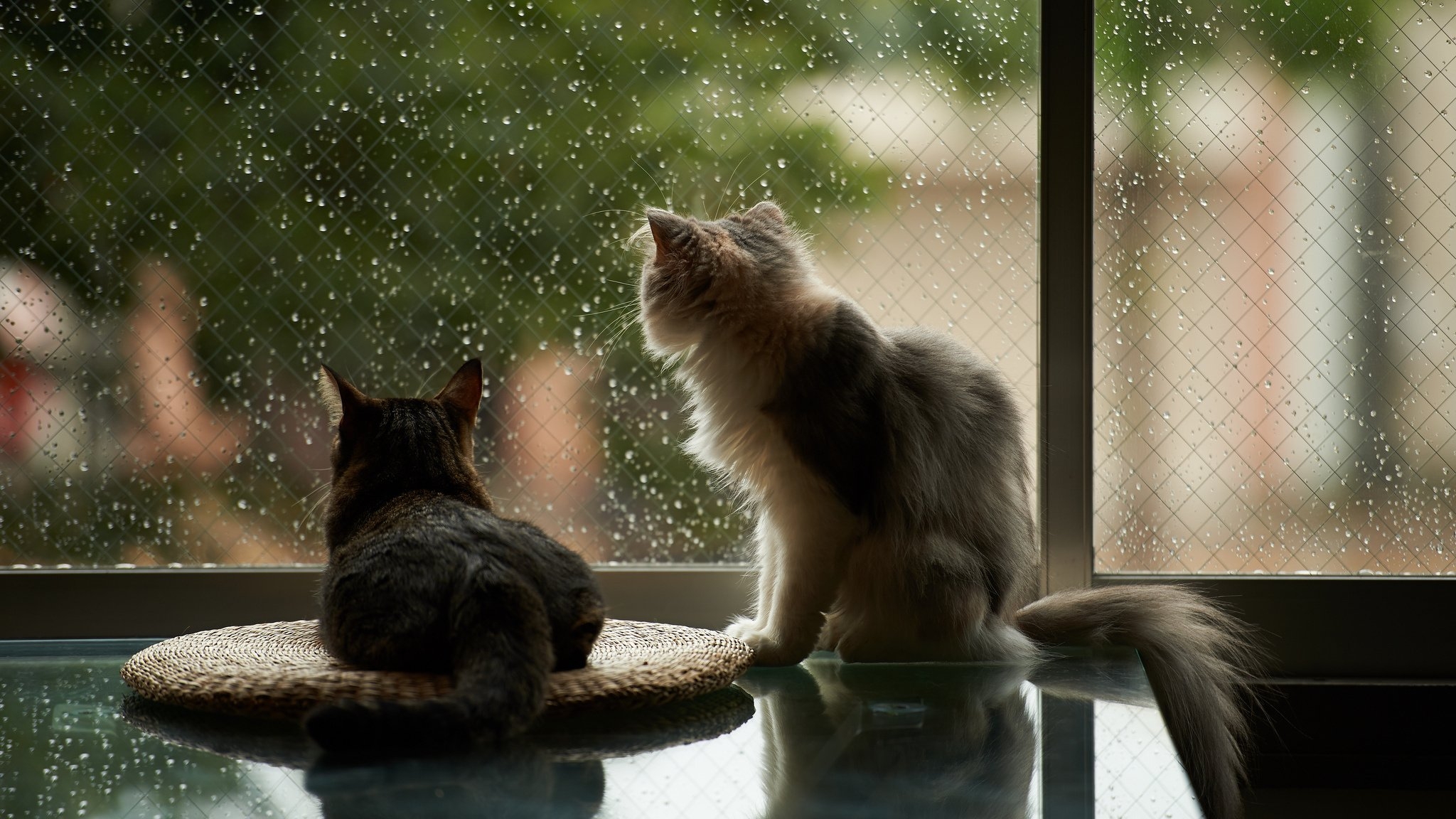 Обои кошки дождь пушистый на рабочий стол