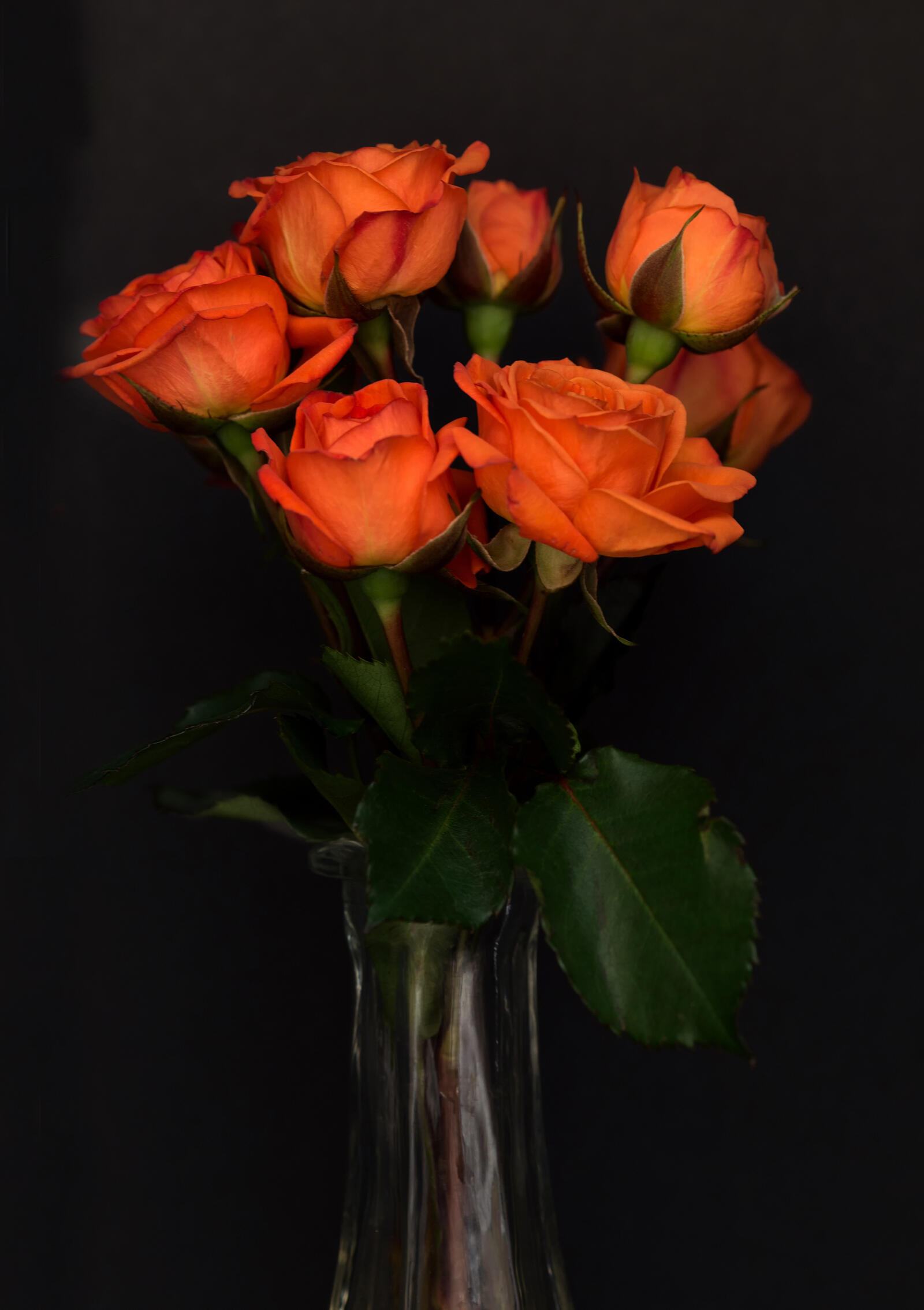 Обои цветок роза оранжевый на рабочий стол