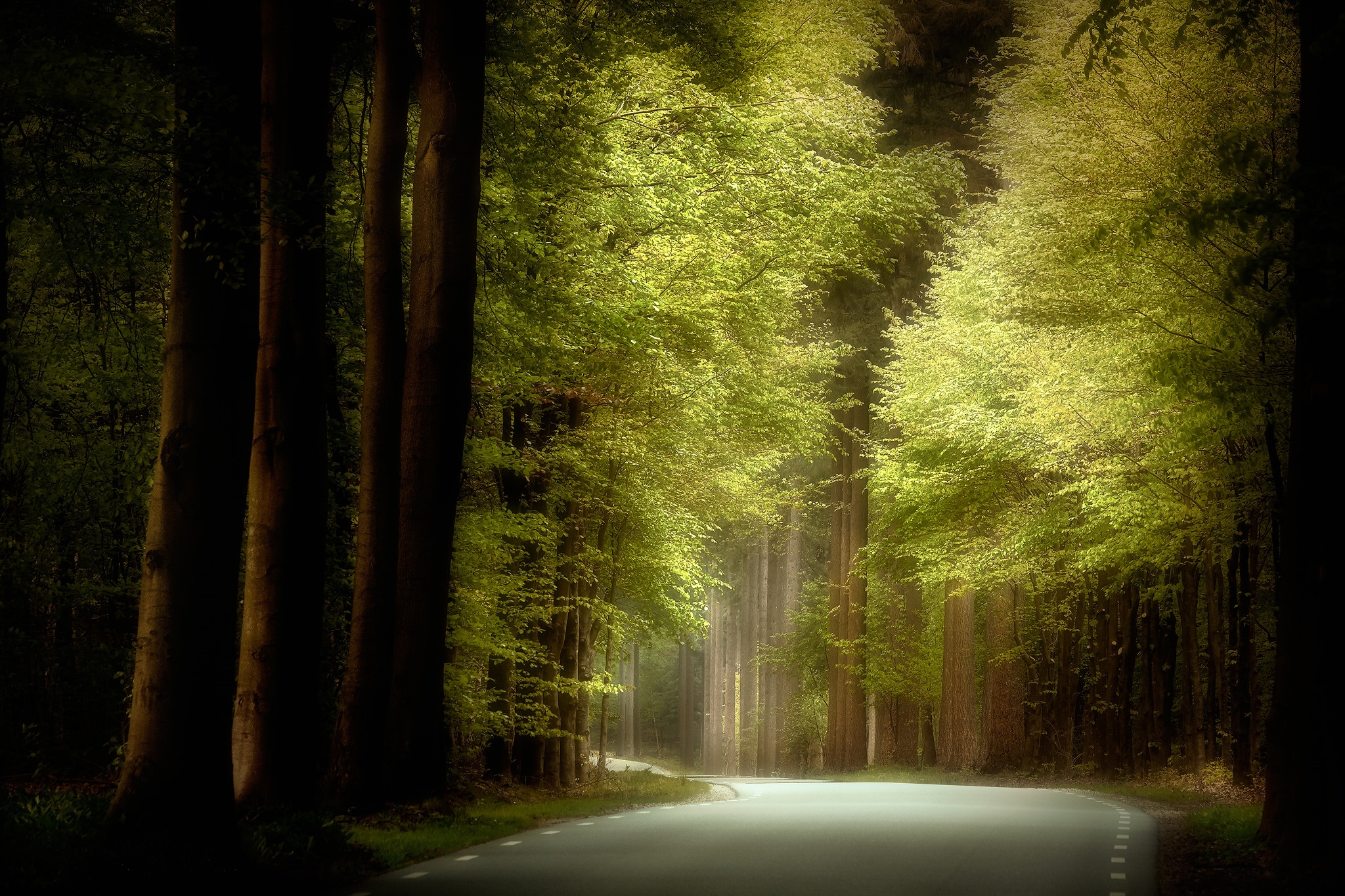 Фото бесплатно дорога в лесу, деревья, асфальтированная дорога