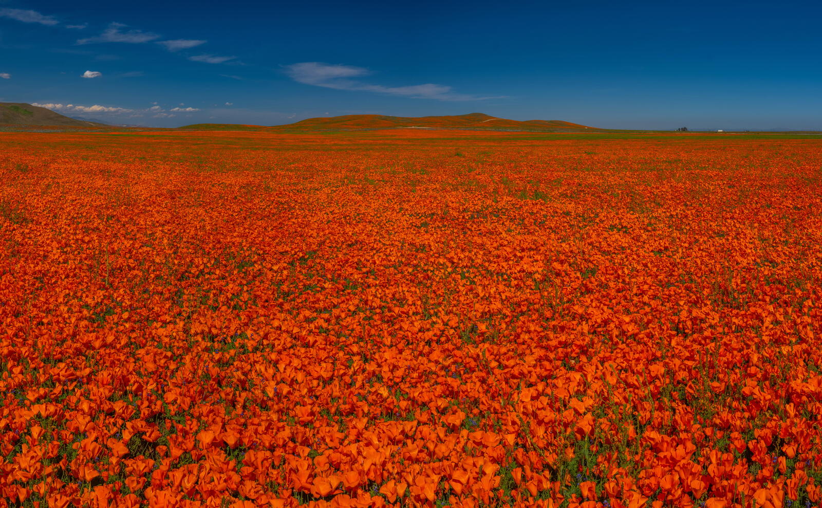 Wallpapers red poppies poppies fields red on the desktop