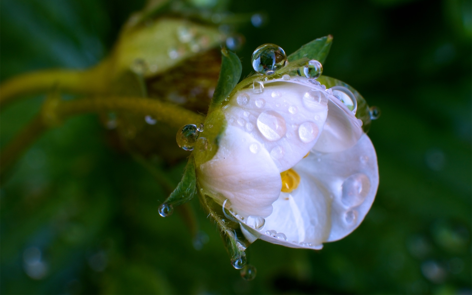 Бесплатное фото Одинокий цветочек белого цвета с каплями дождя