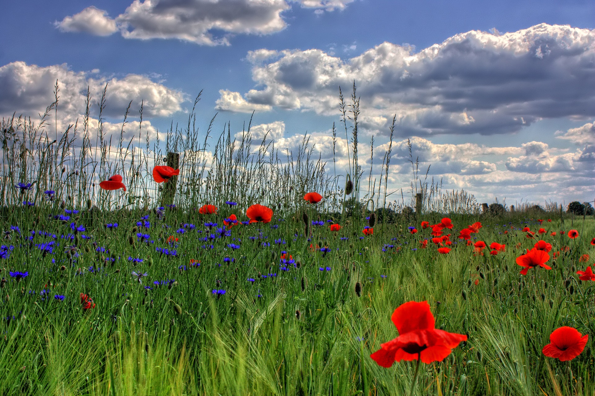 Wallpapers poppy family steppe Germany on the desktop