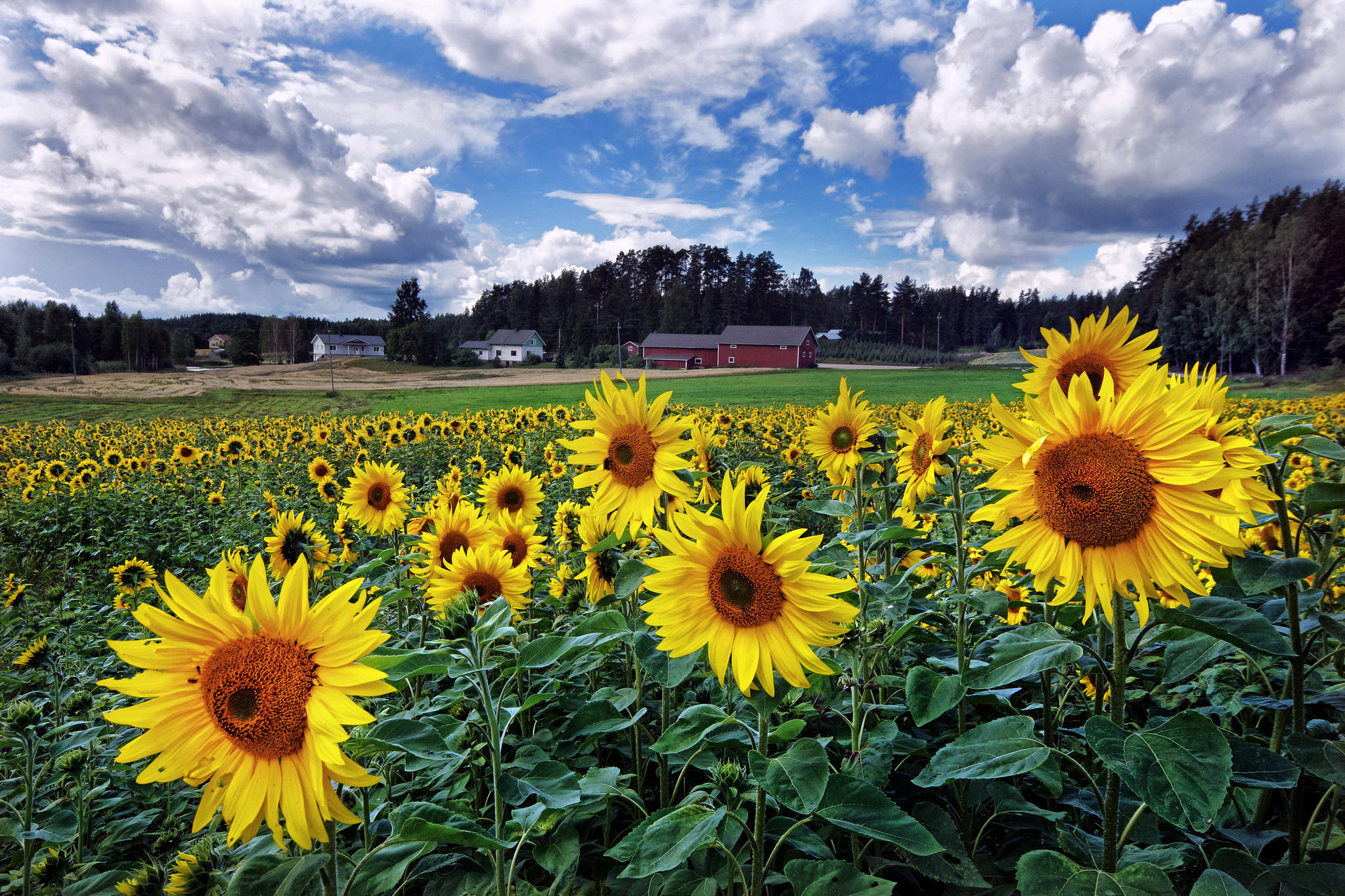 Photo free many sunflowers, field, sunflower field