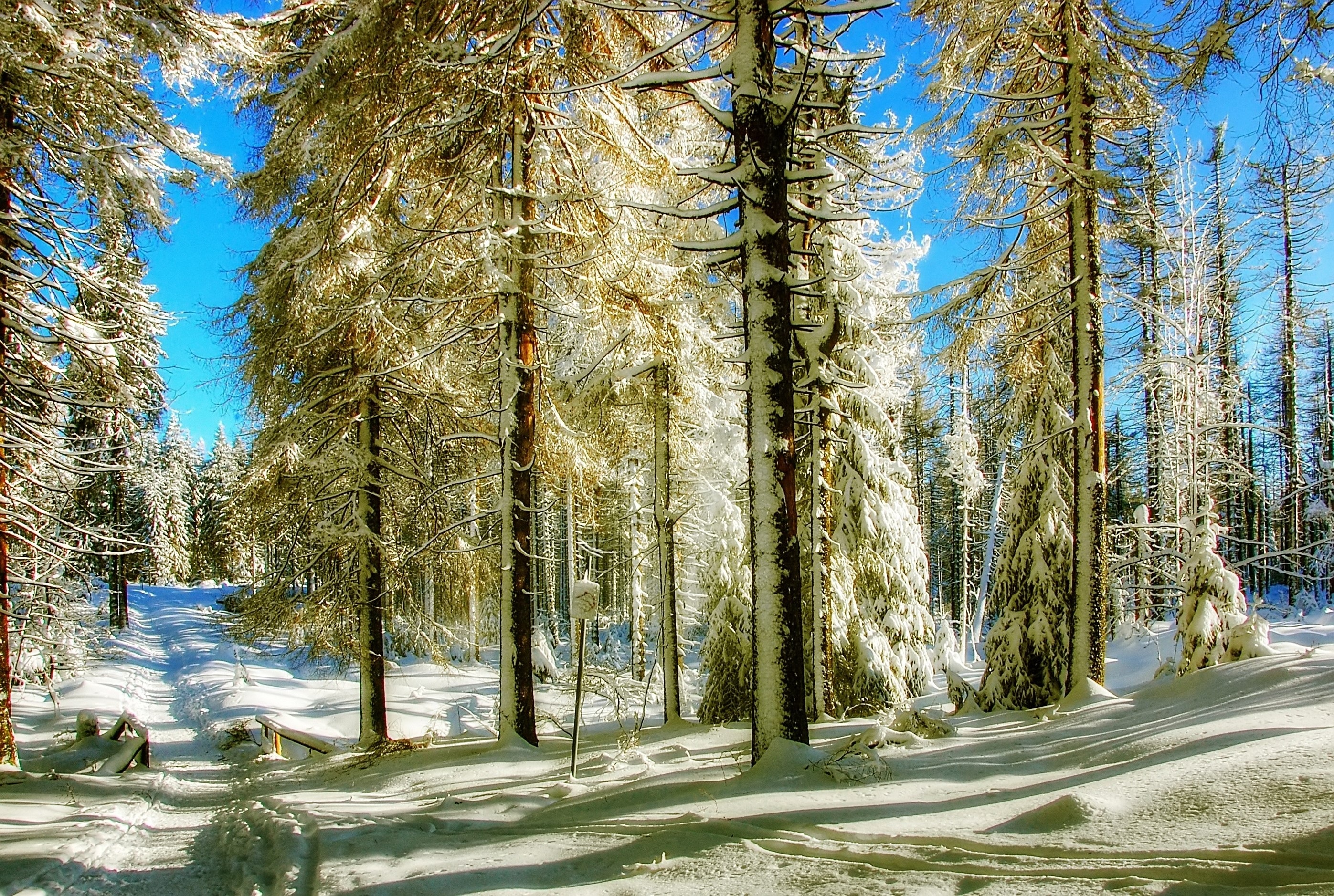 Фото бесплатно свет, зима, пейзажи