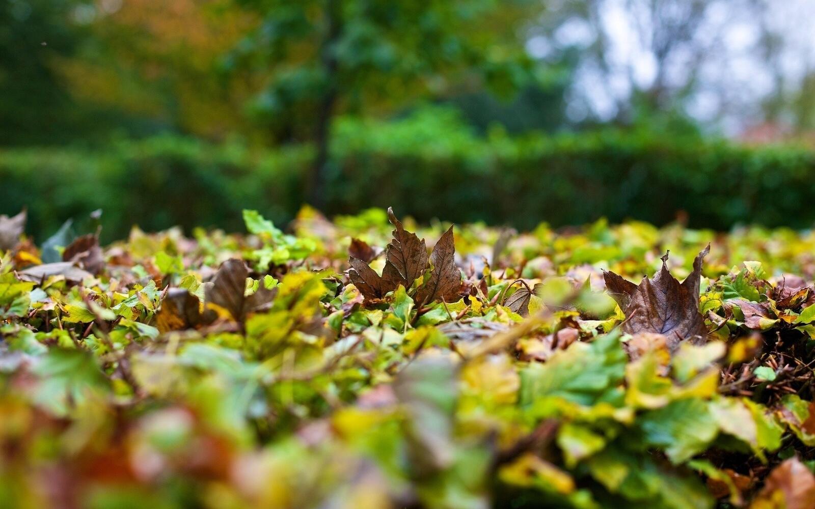 Wallpapers depth of field leaves nature on the desktop