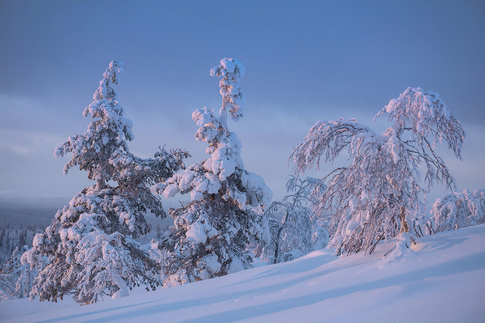 Wallpapers trees snow Lapland on the desktop