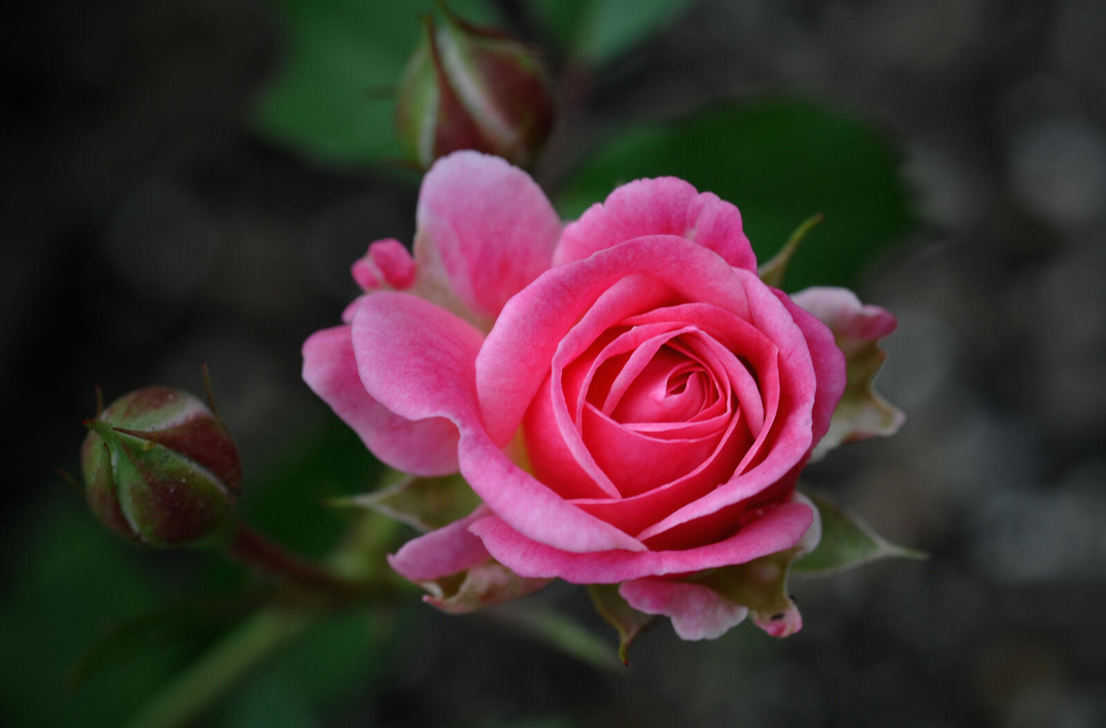 цветок роза оригинал