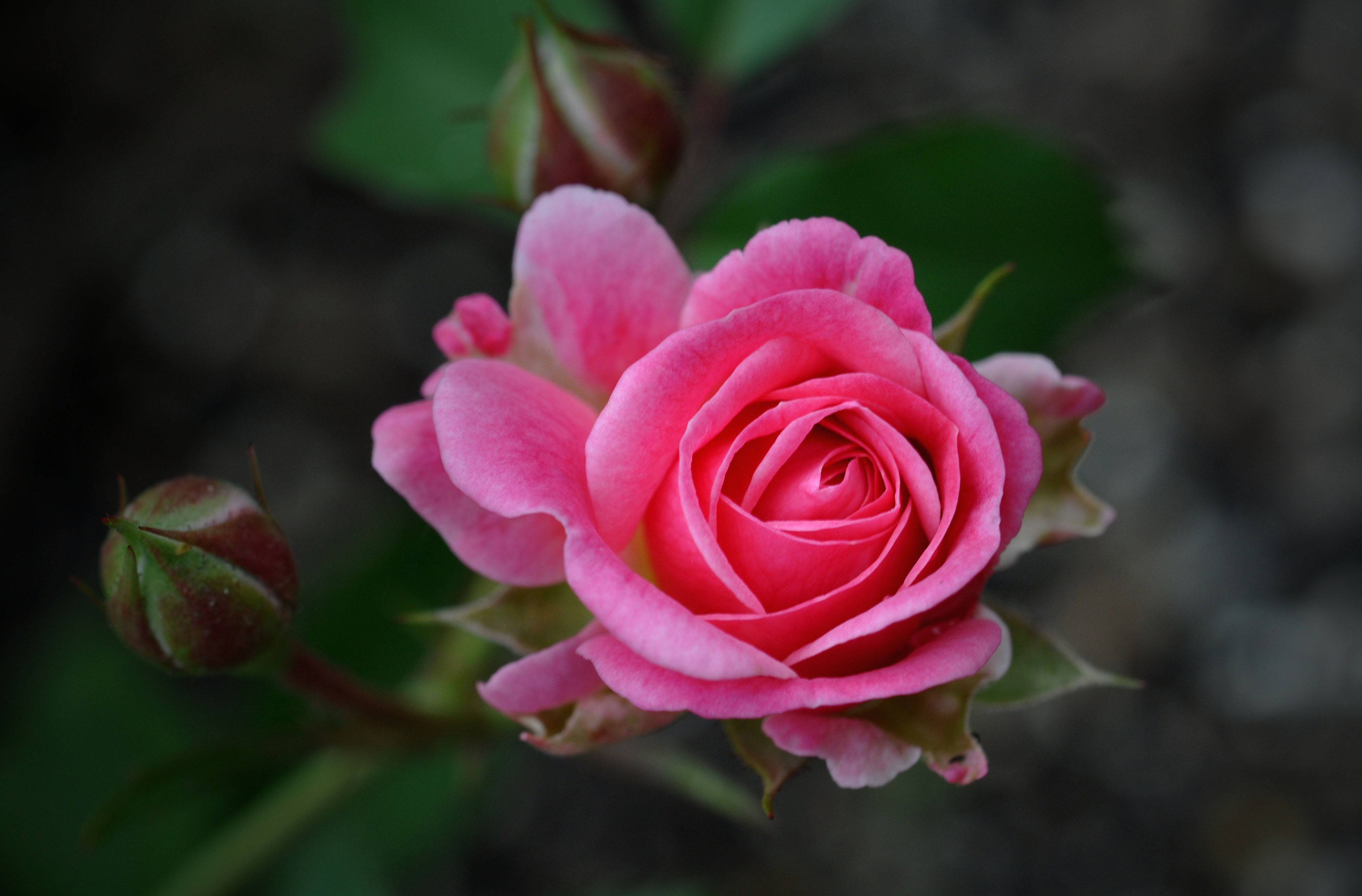 Фото бесплатно цветок, роза, оригинал