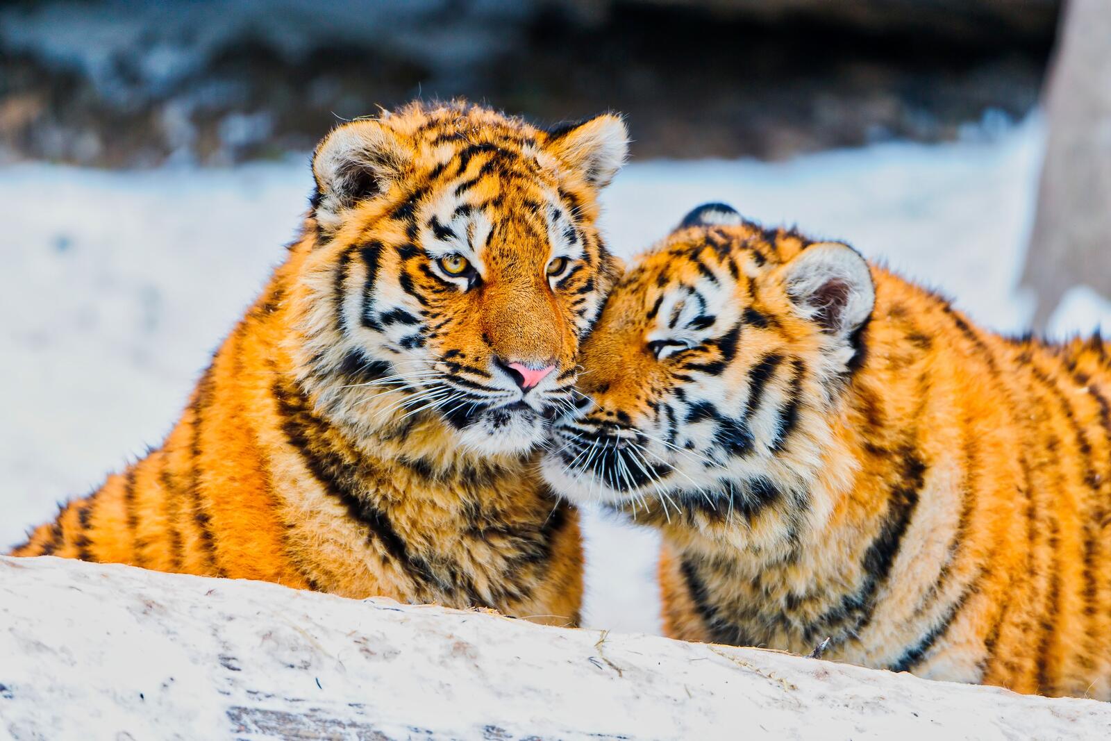 Free photo Family of Tigers