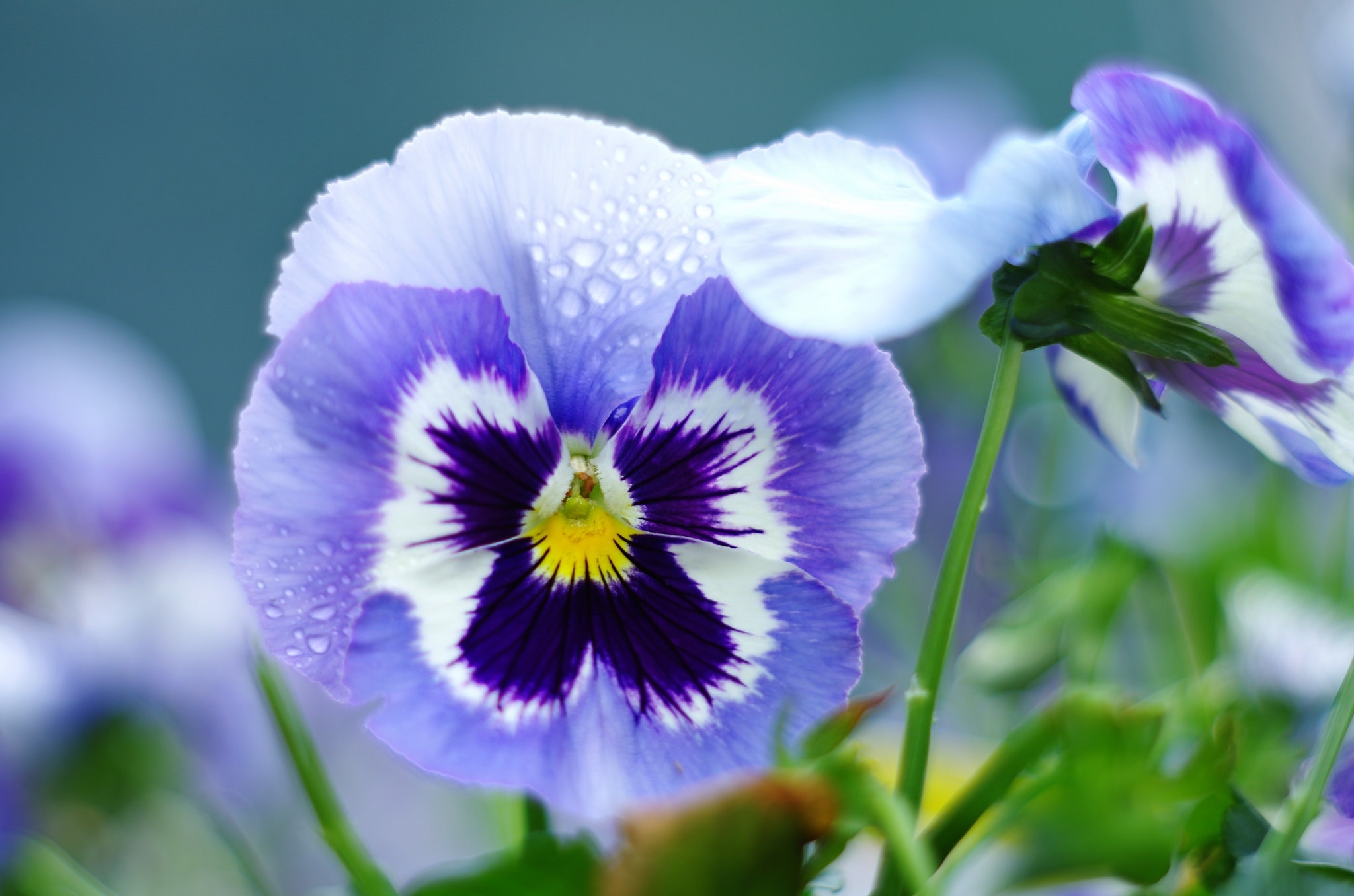 Фото бесплатно обои фиолетовые цветы, капли воды, макро