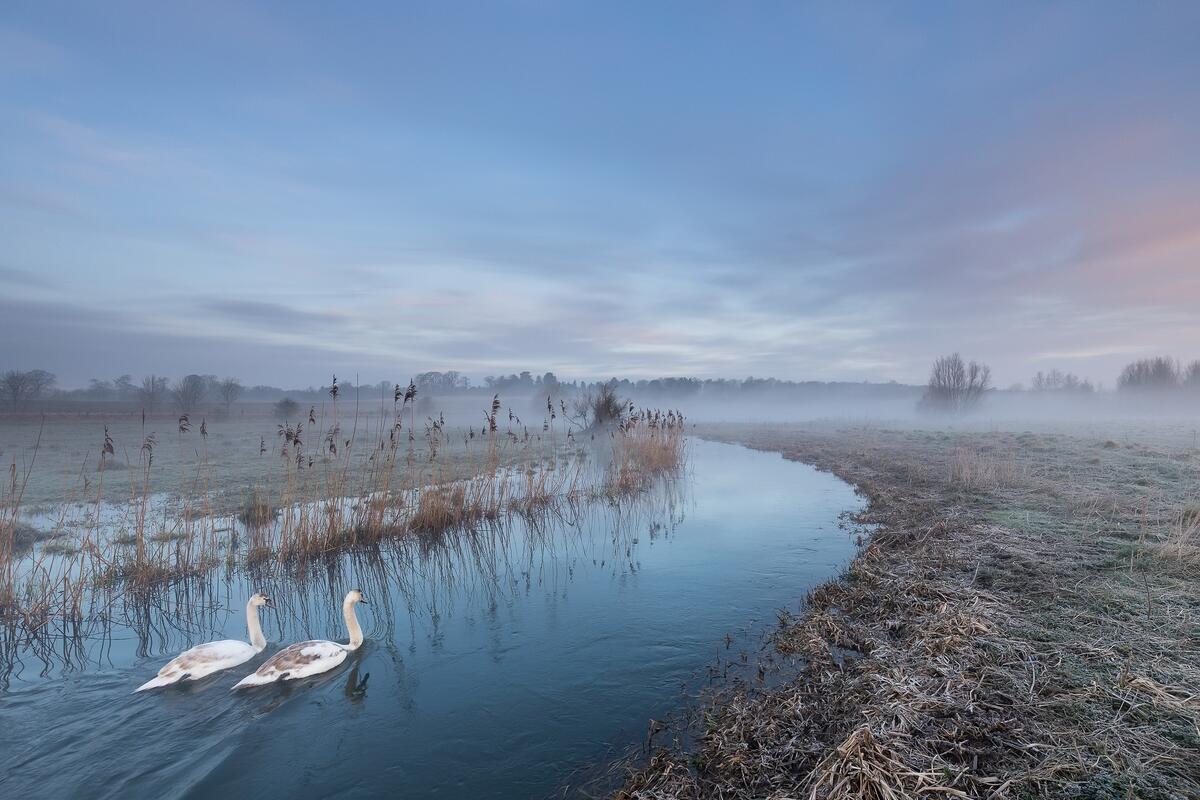 Два лебеля плавают по реке в тумане