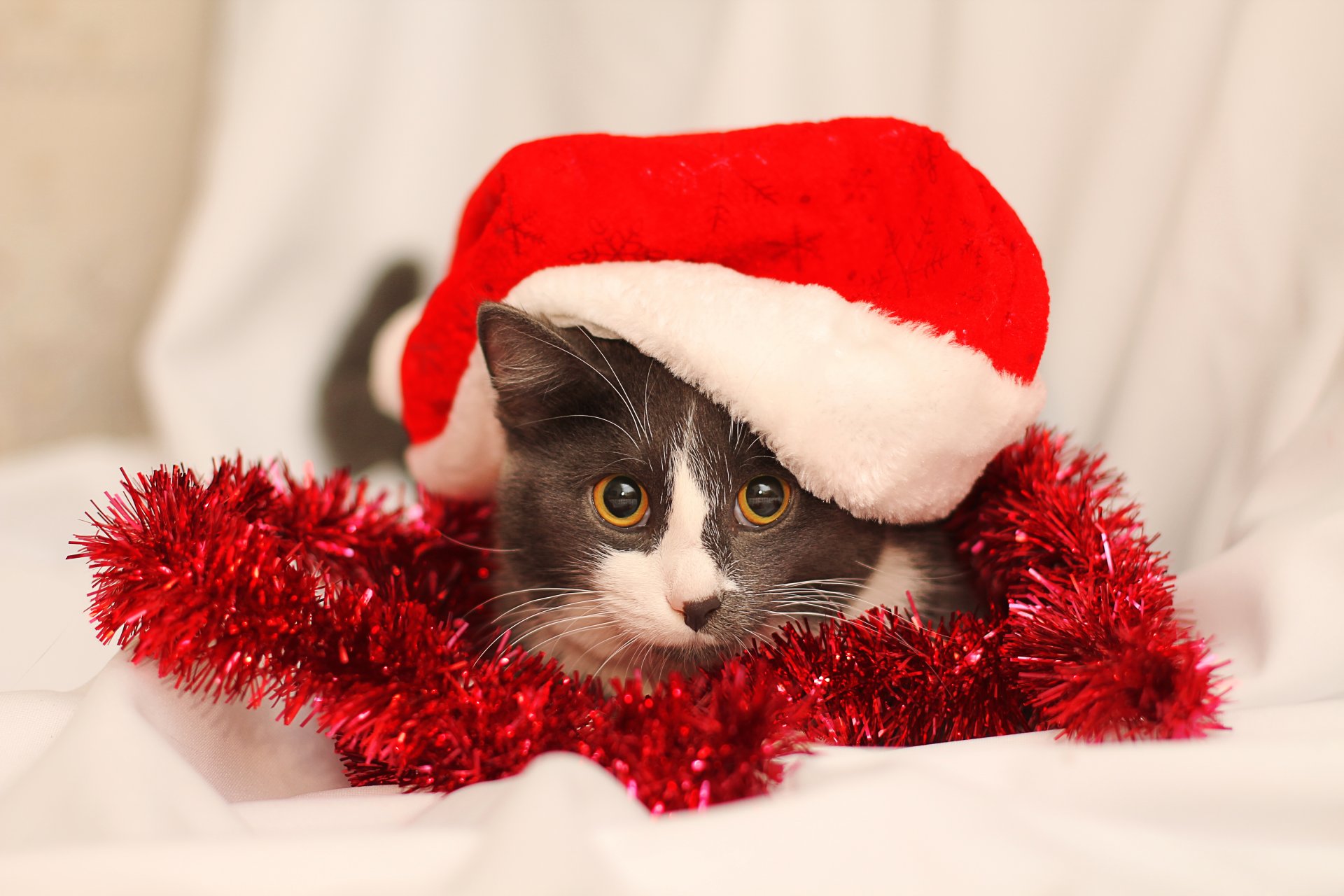 Wallpapers kitten tinsel new year`s hat on the desktop