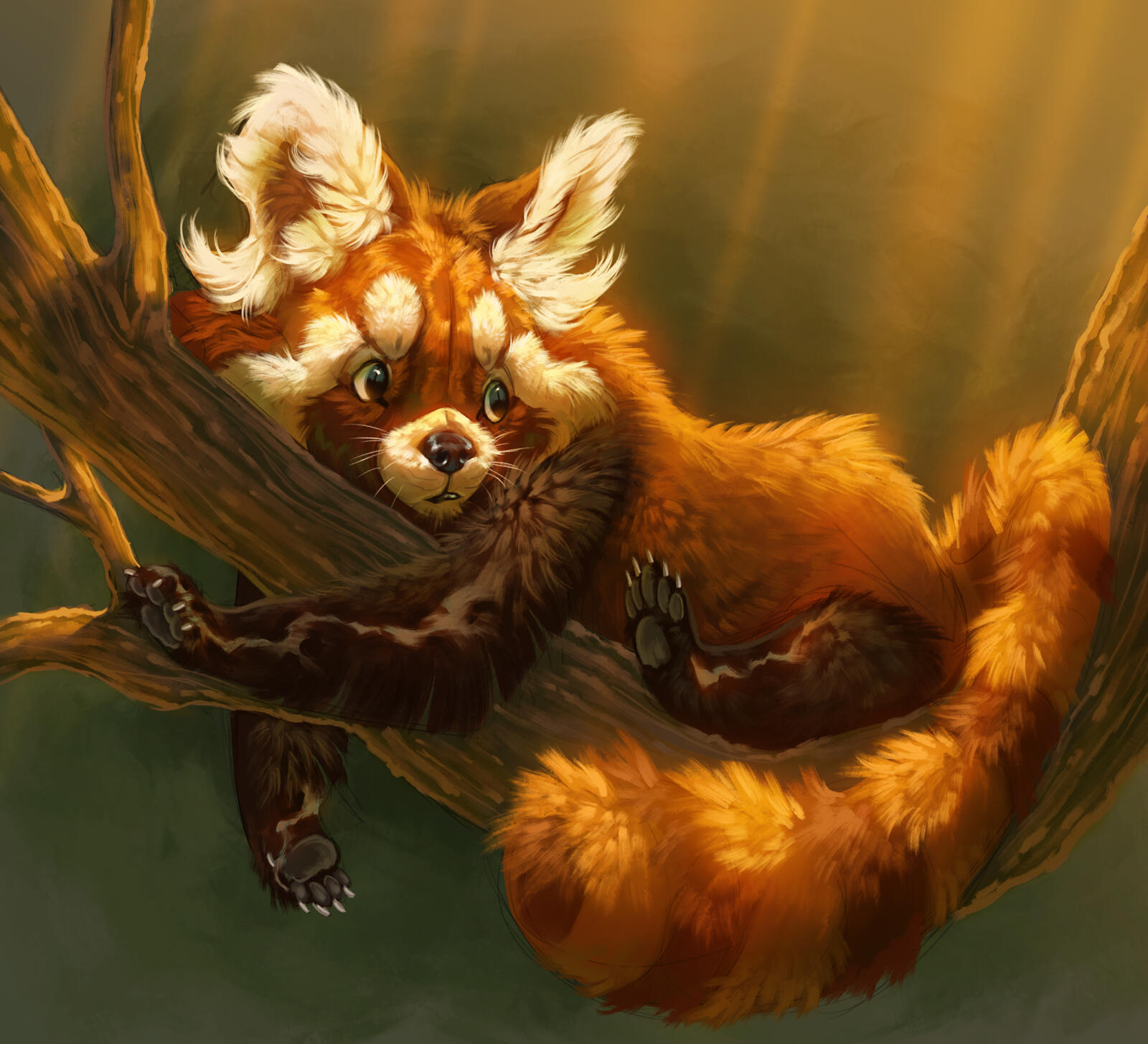 Wallpapers red panda drawing graphics on the desktop