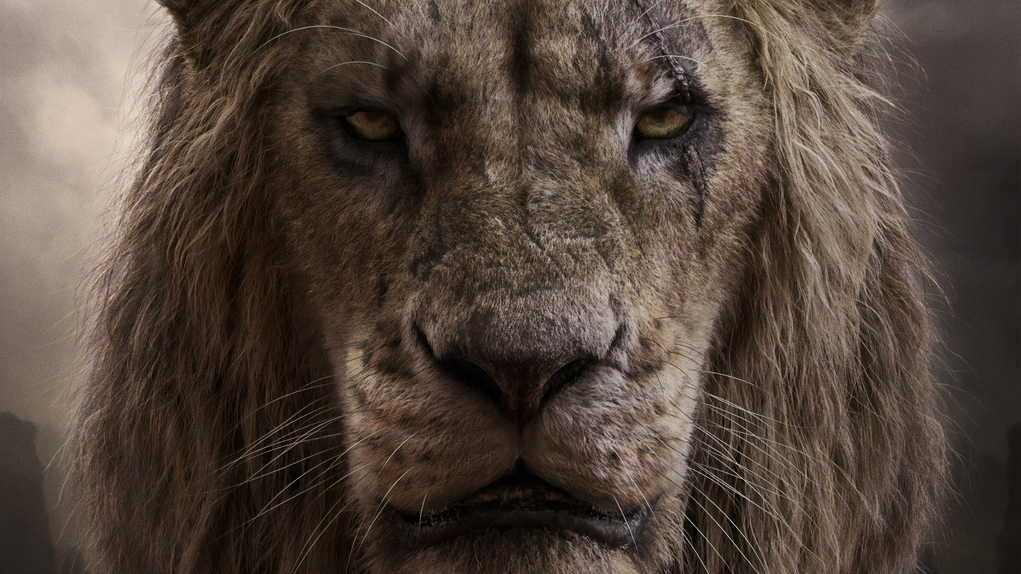 Photo free movies, the lion King, animals