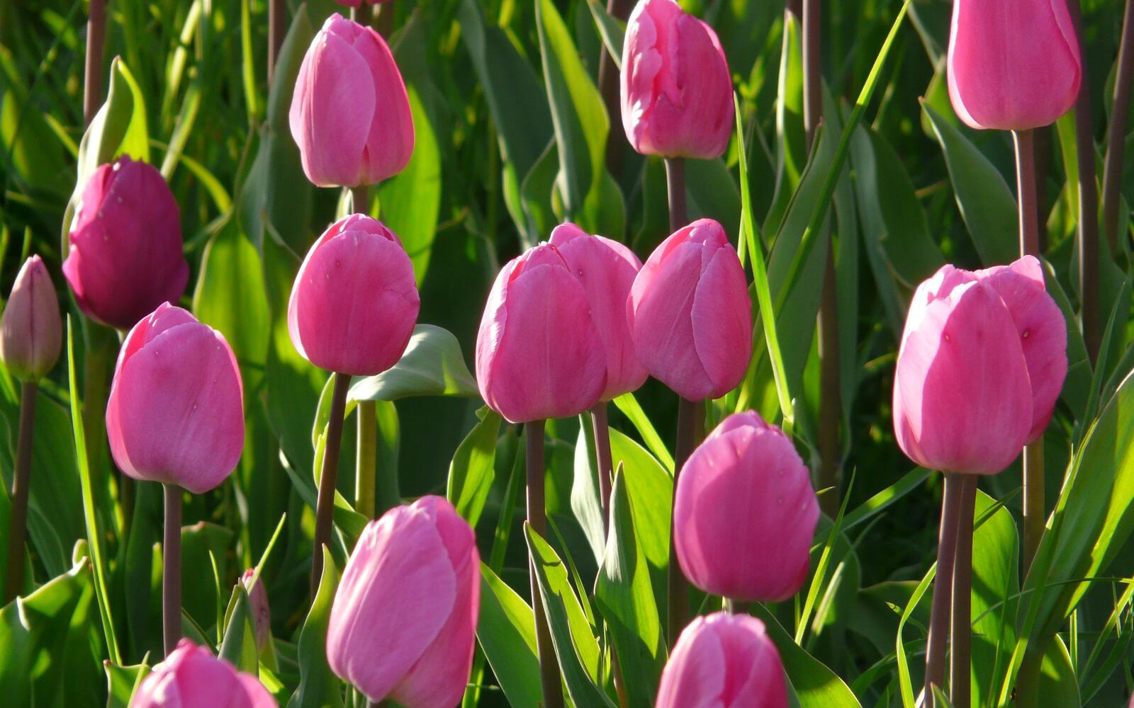 Free photo Pink tulips in large quantities