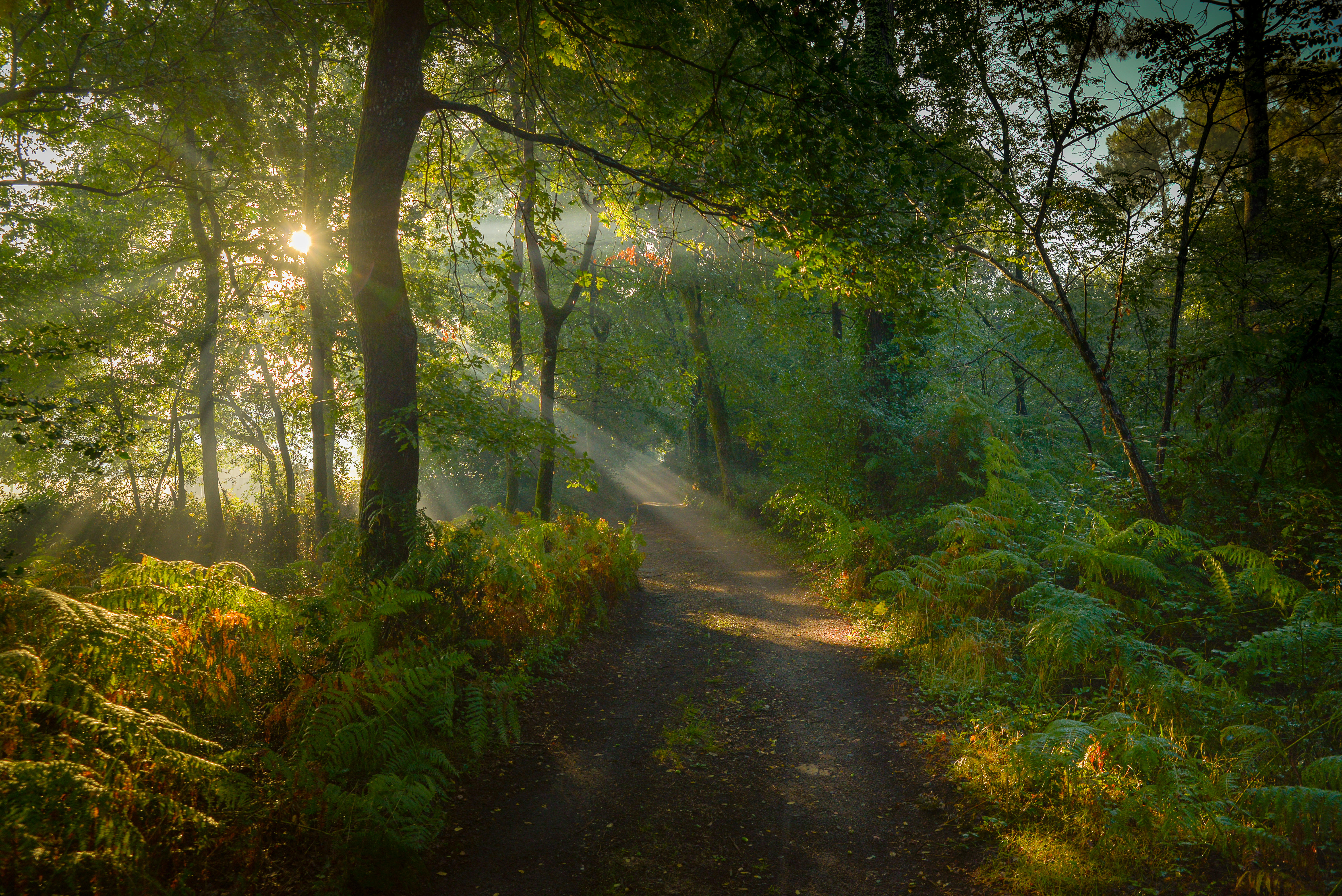 Wallpapers landscapes road through the forest summer on the desktop