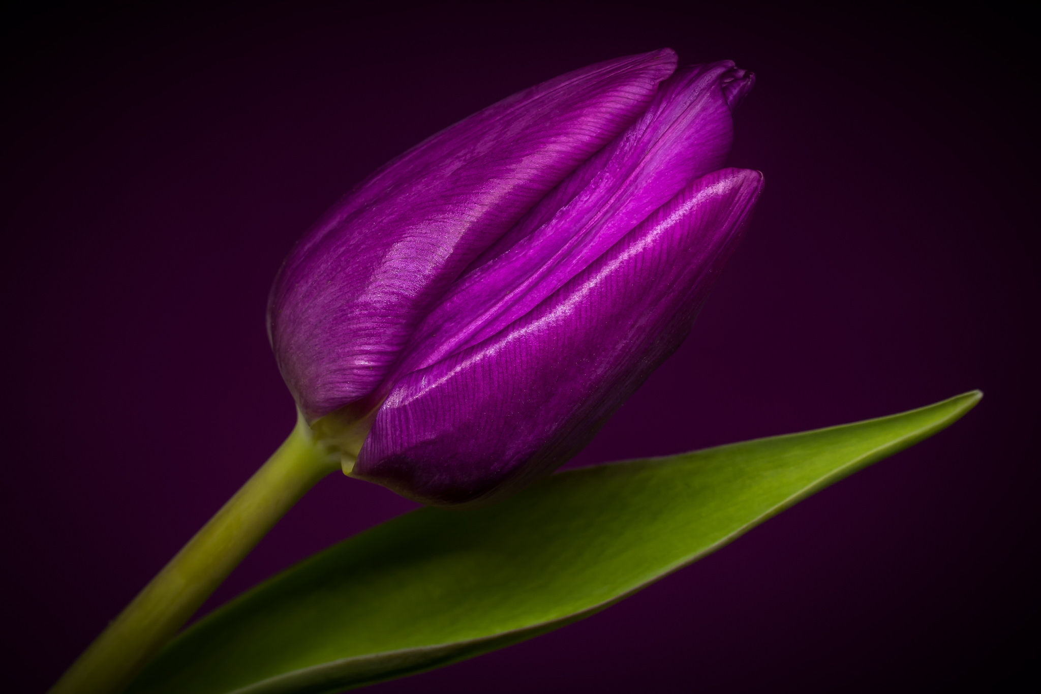 Обои Purple tulip тюльпан цветок на рабочий стол