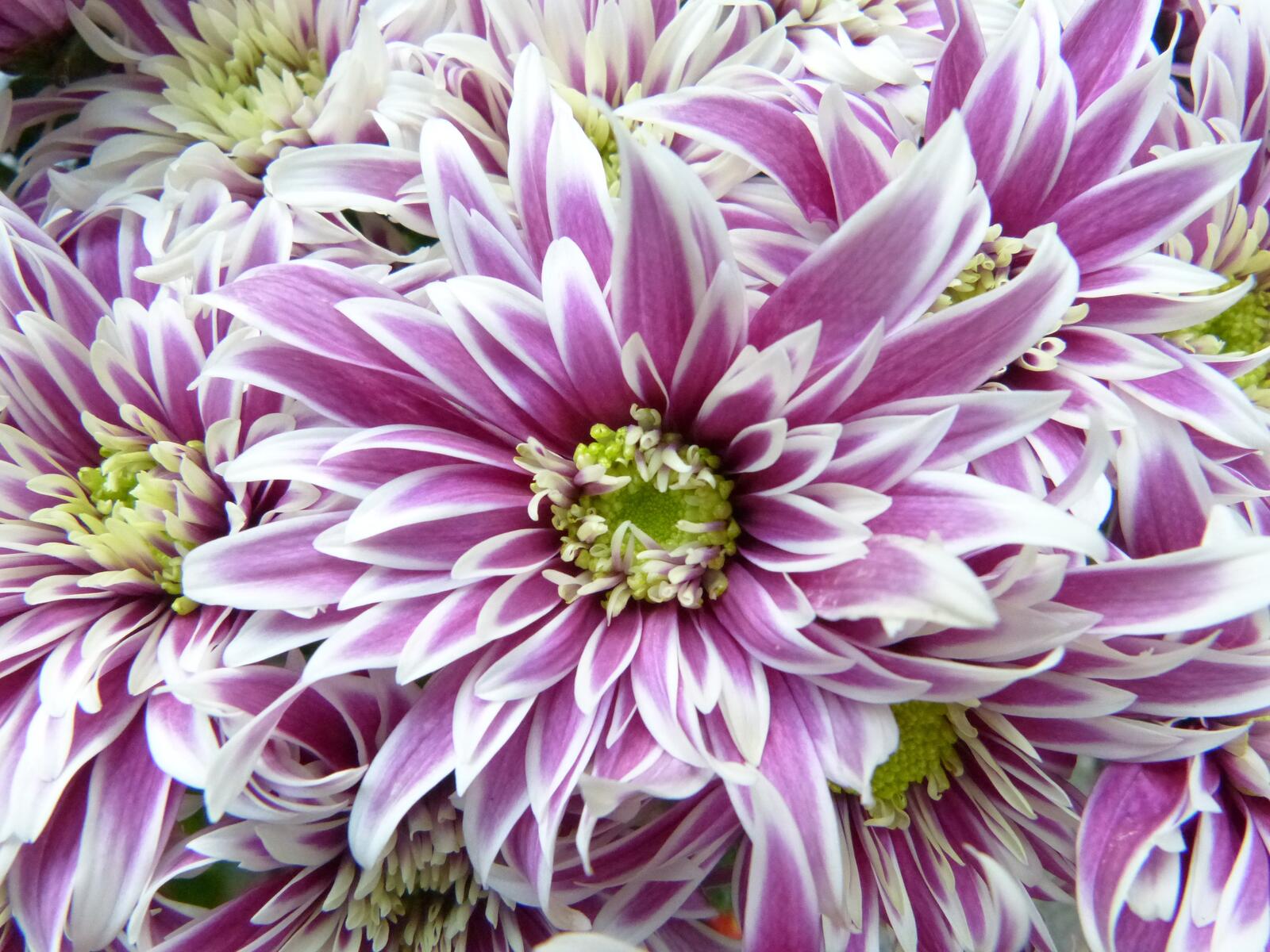 Wallpapers daisy family aster bloom on the desktop