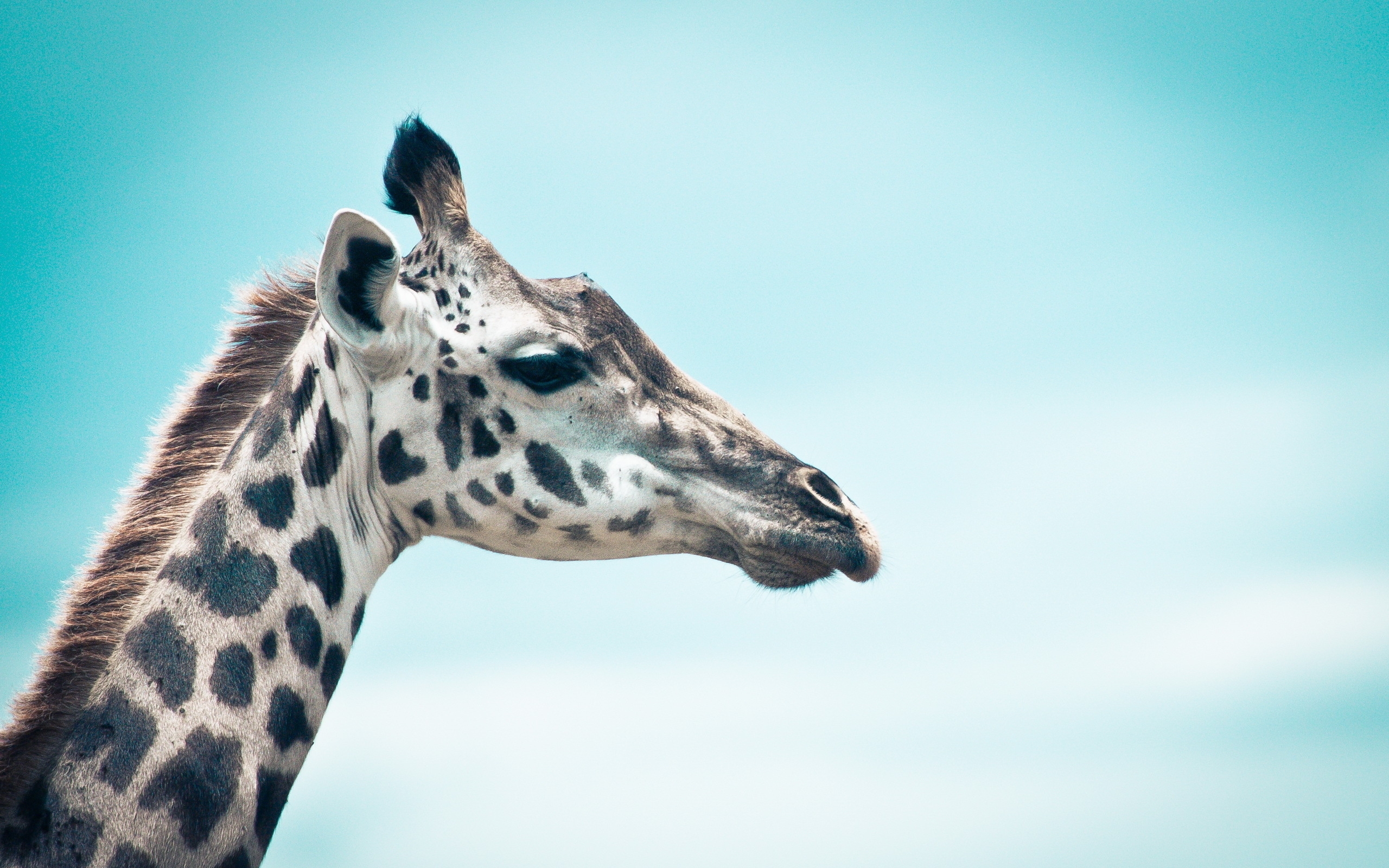 Free photo Close-up portrait of a giraffe