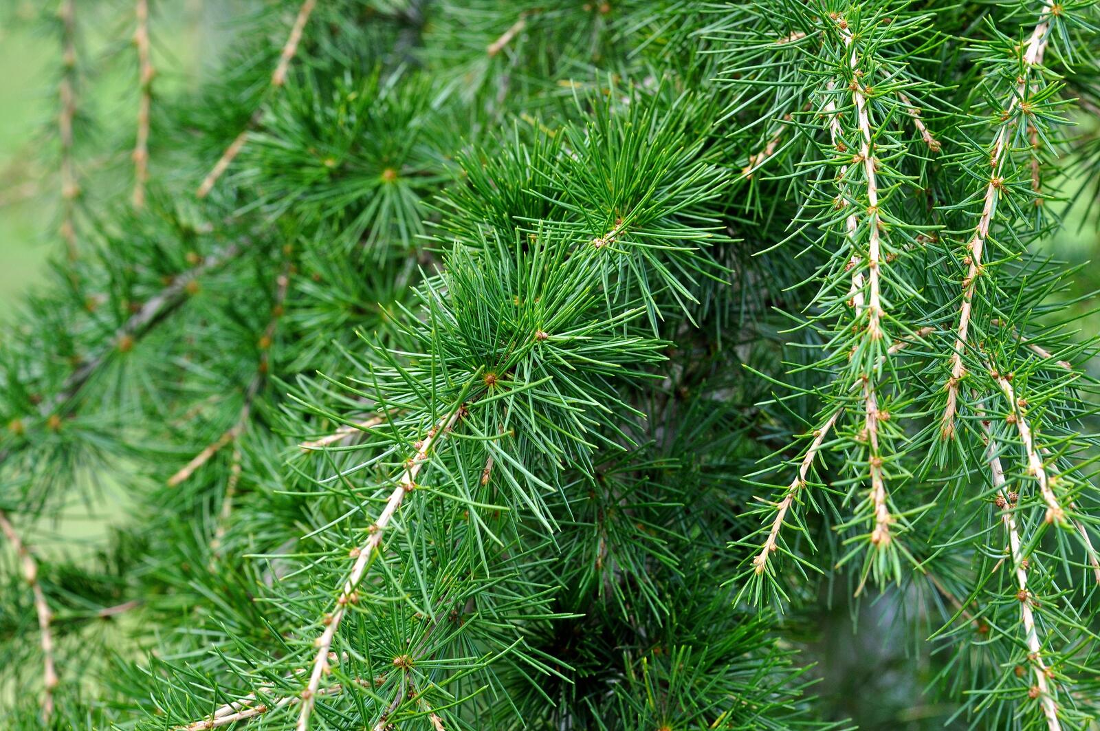 Wallpapers pines terrestrial plant evergreen on the desktop
