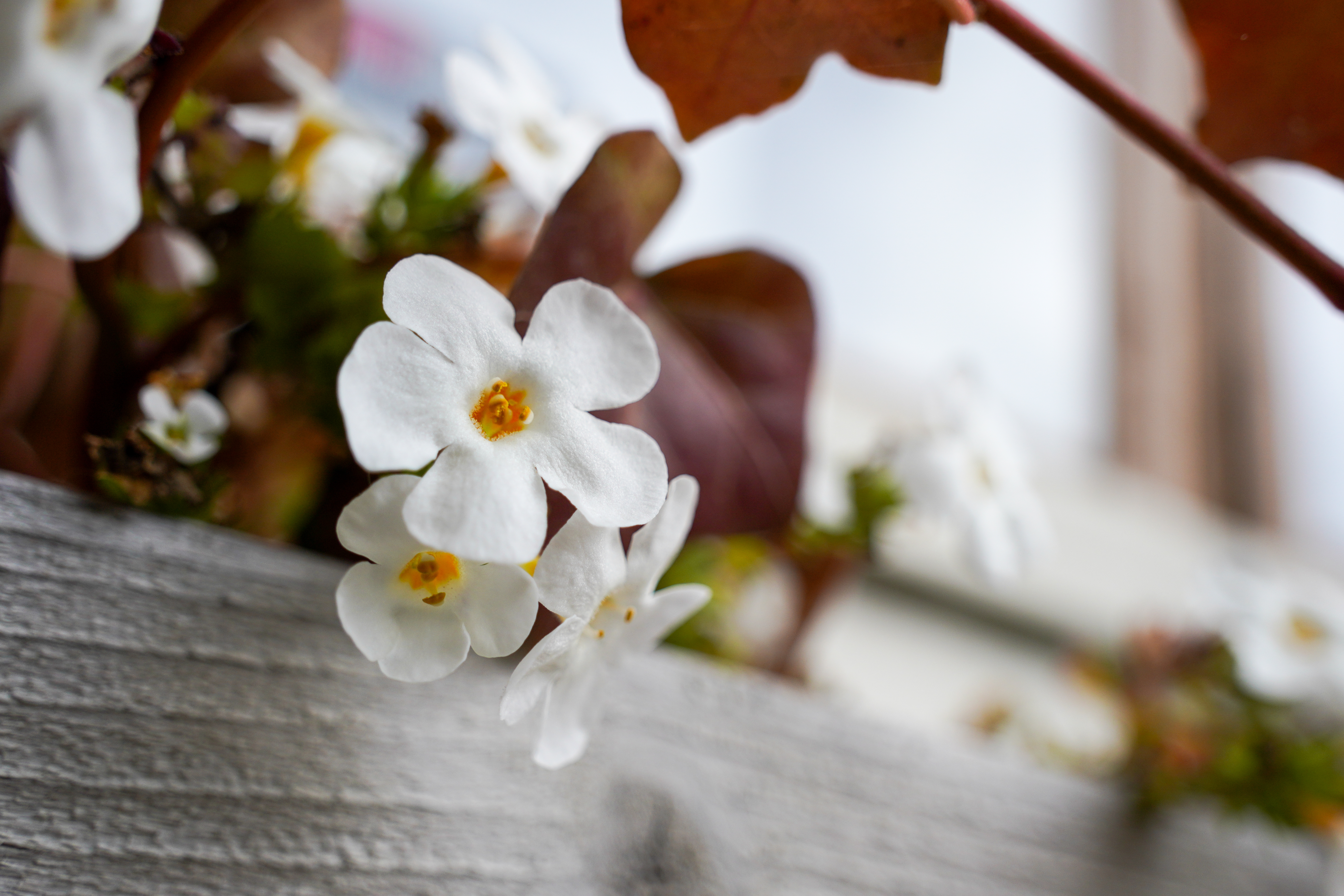 Фото бесплатно обои белый цветок, лепестки, макро