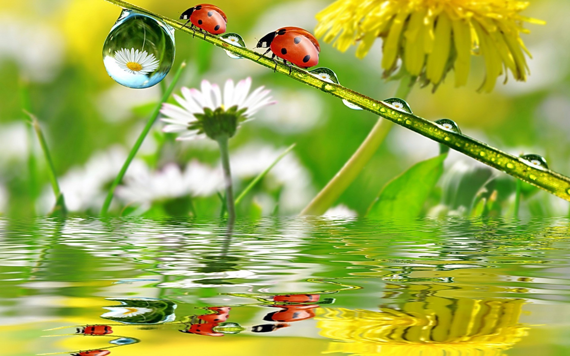 Wallpapers branch yellow ladybugs on the desktop
