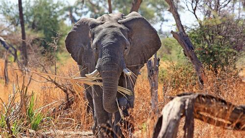 A large elephant walks on safari